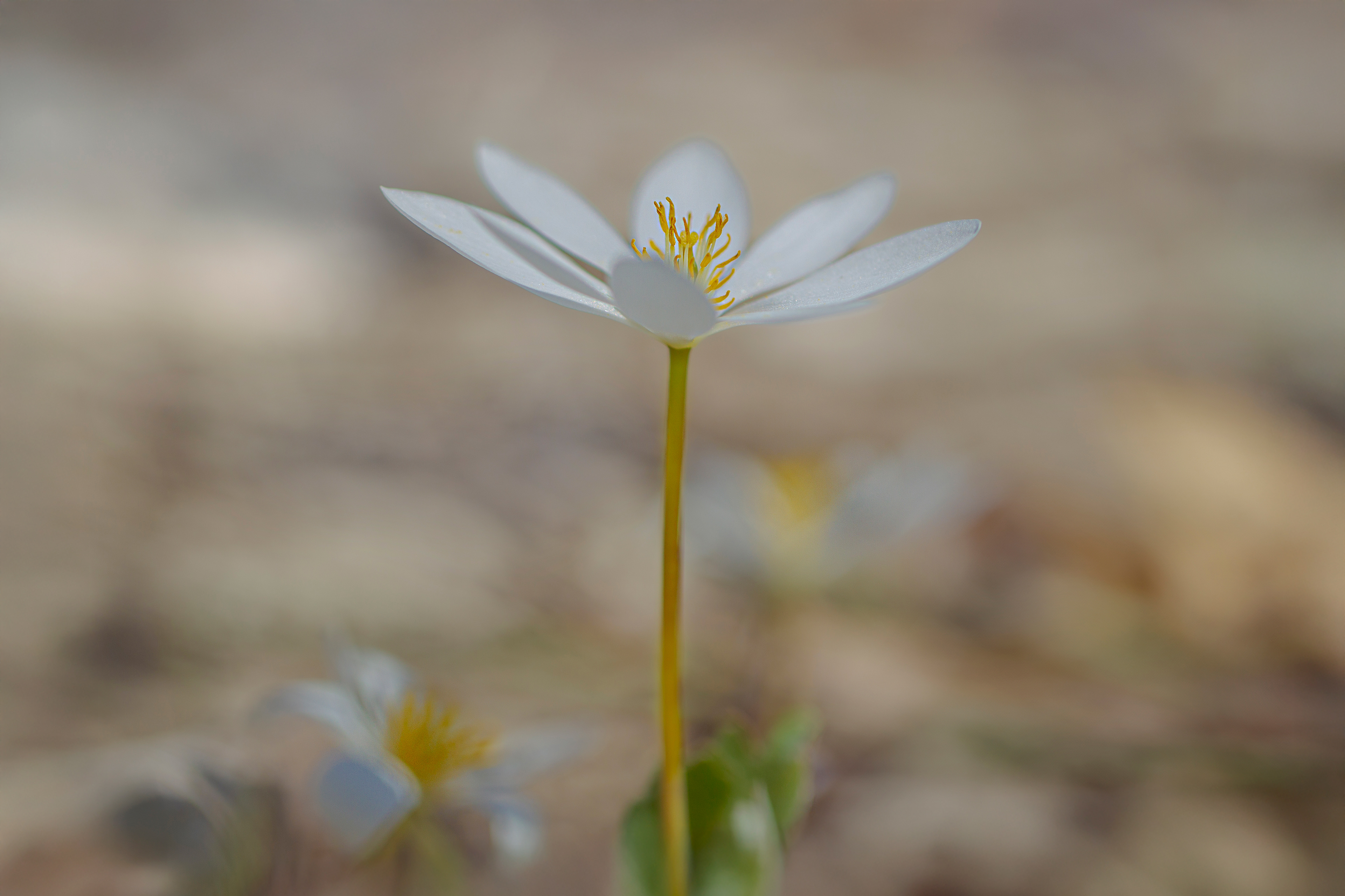 wf 5- Bloodroot