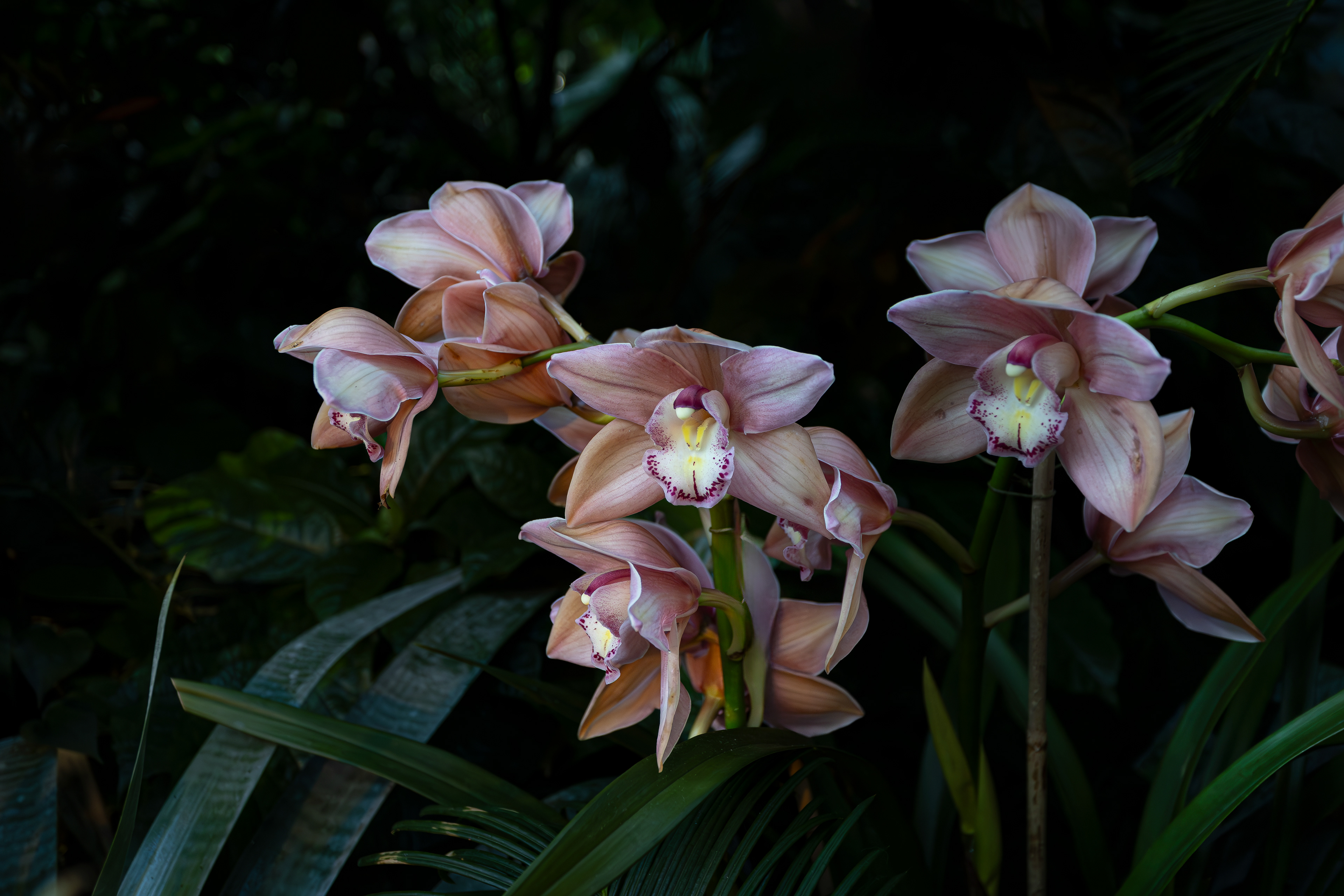 WF 27- Pink Orchids