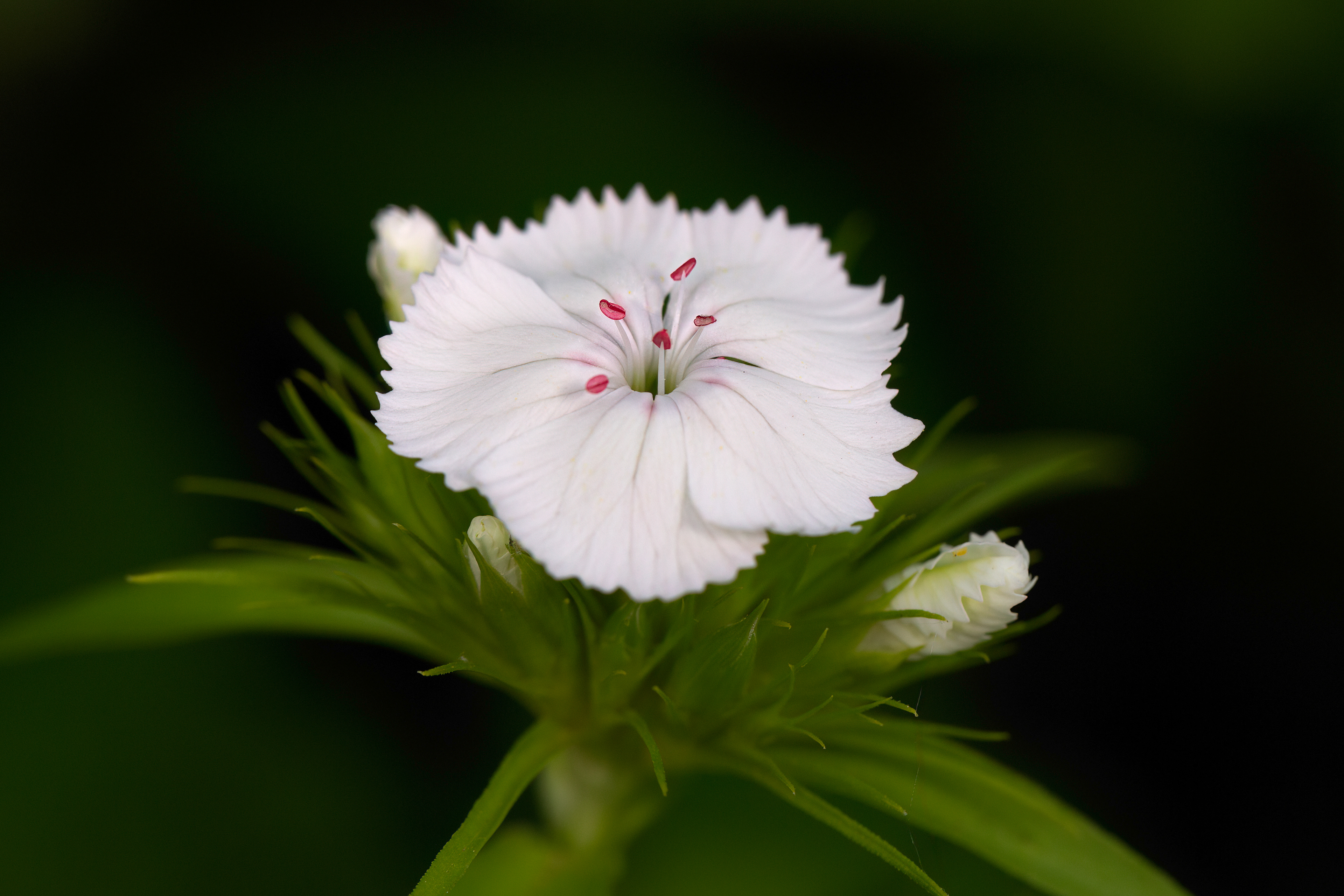 WF 30- Sweet William