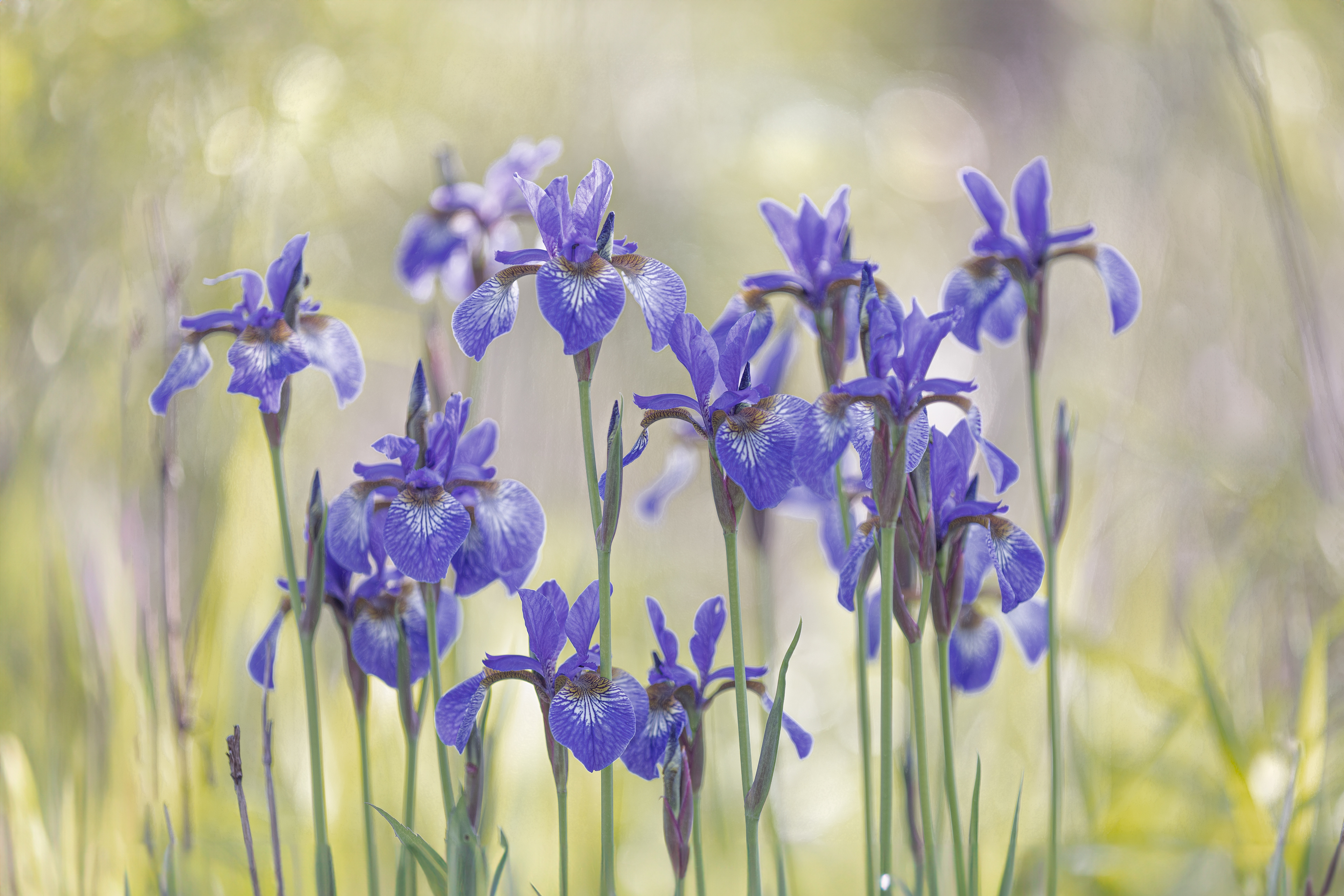 WF 31- Blue Flag Iris 1