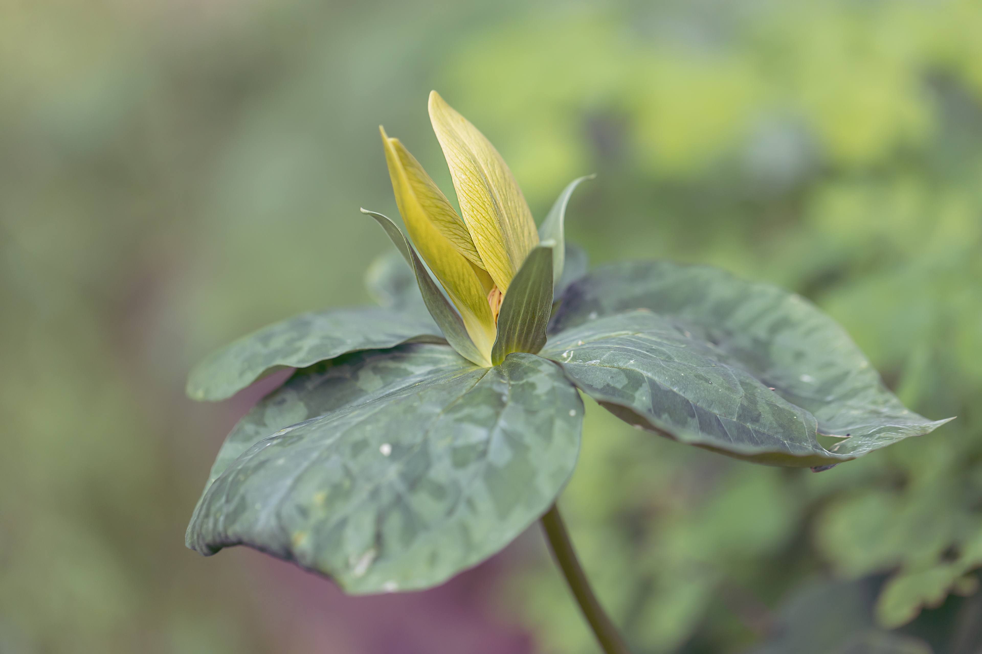 WF 35- Yellow Wakerobin Trillium