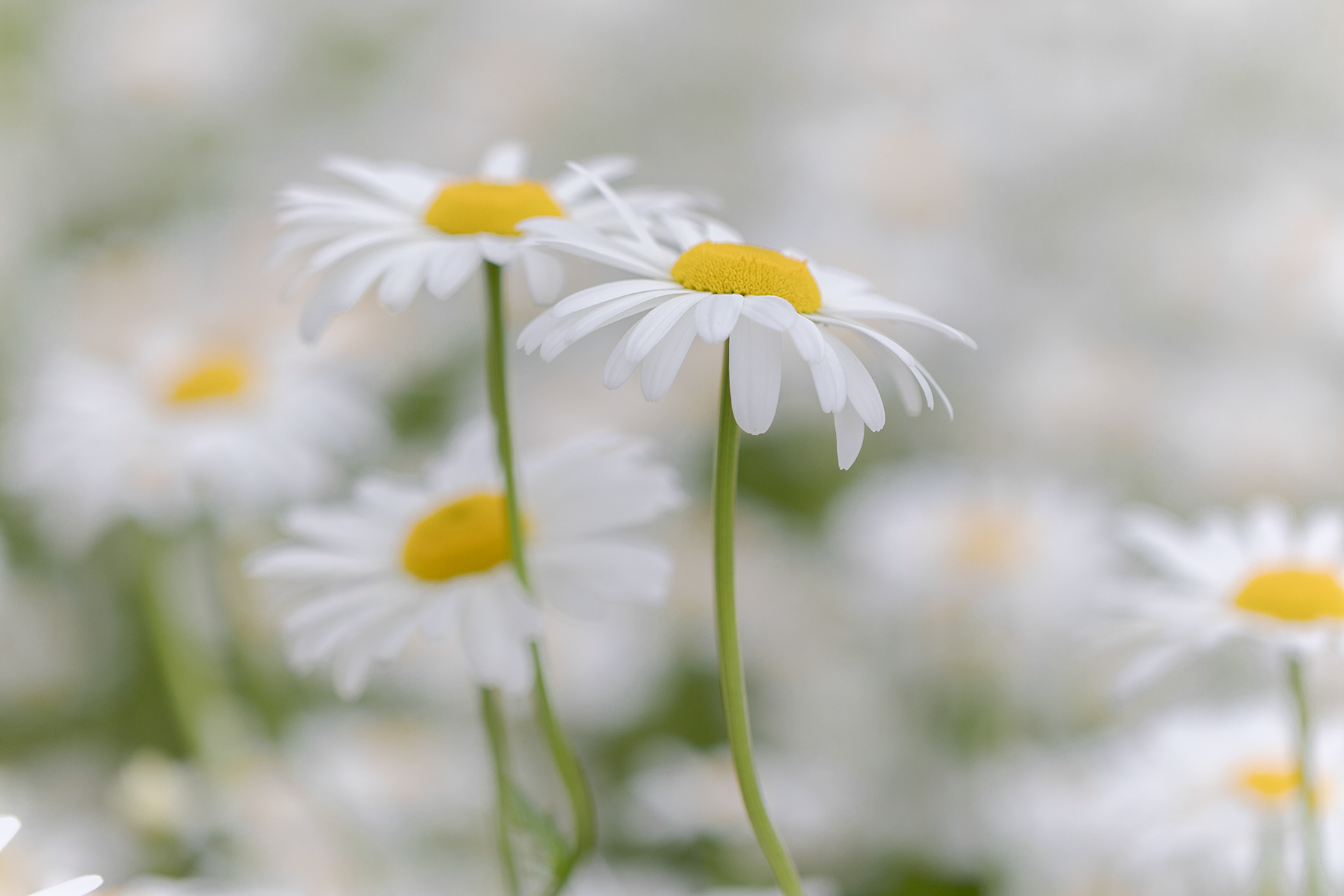 wf 13-daisys