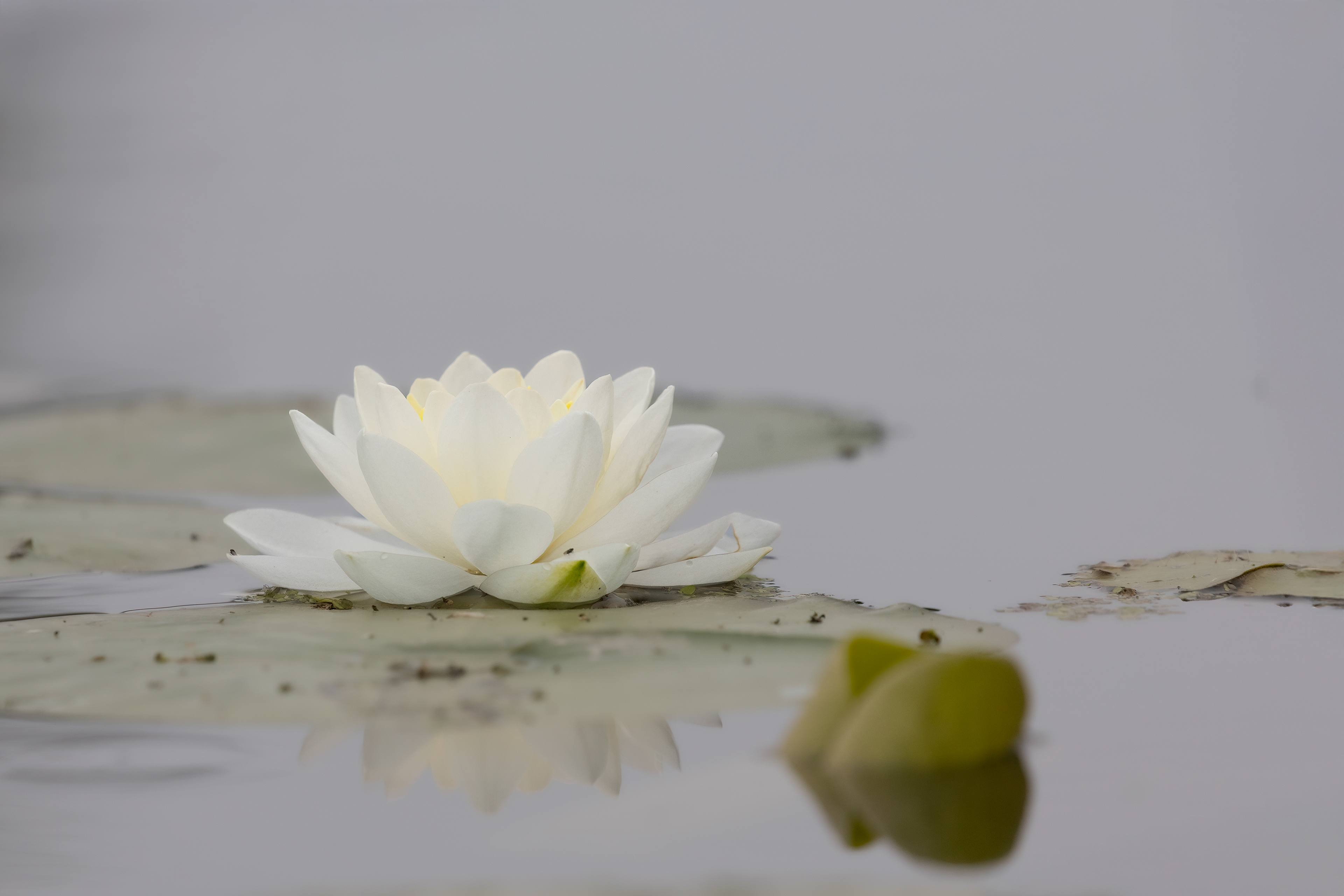 wf 2-water lily
