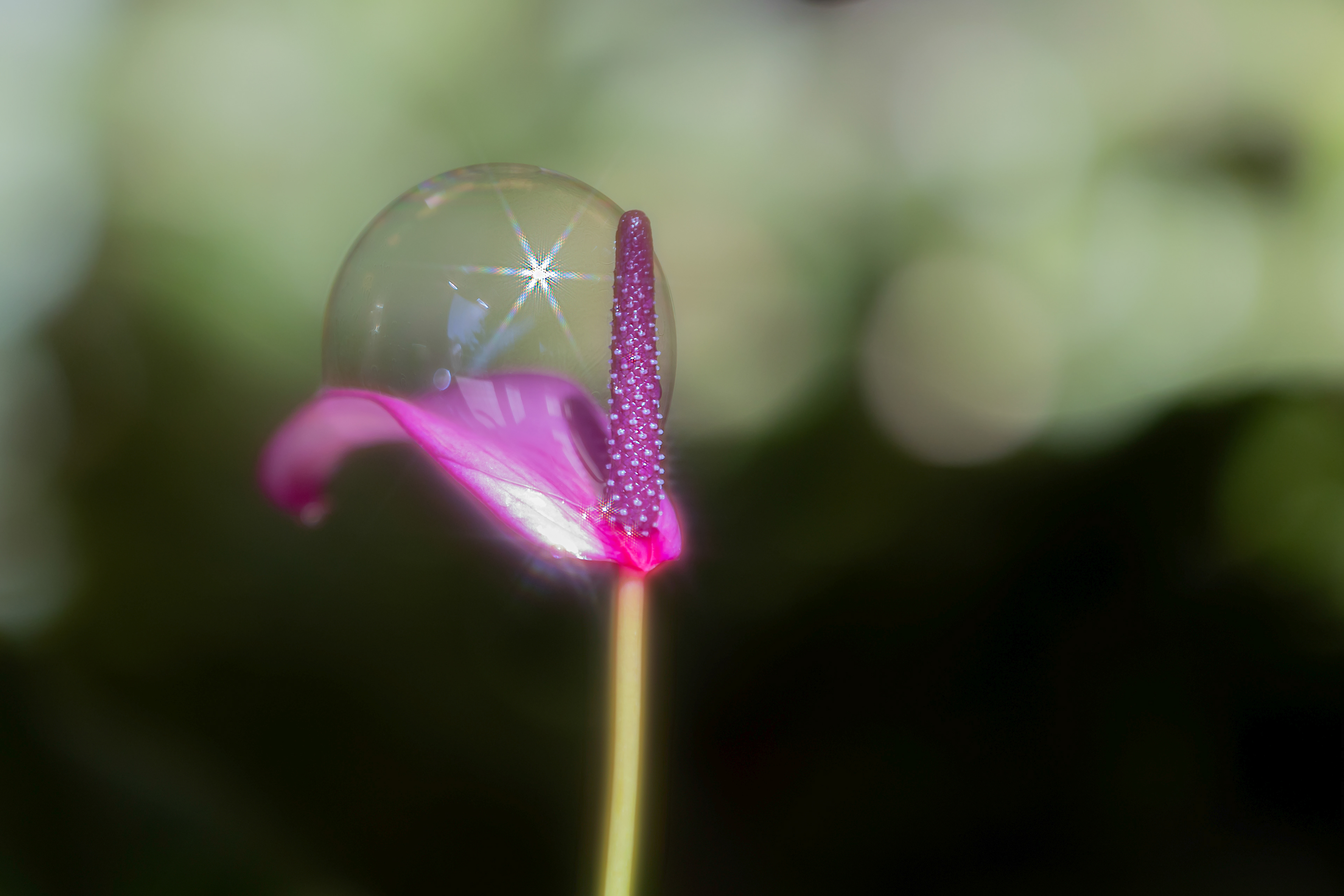 WF 21- Anthurium with bubble
