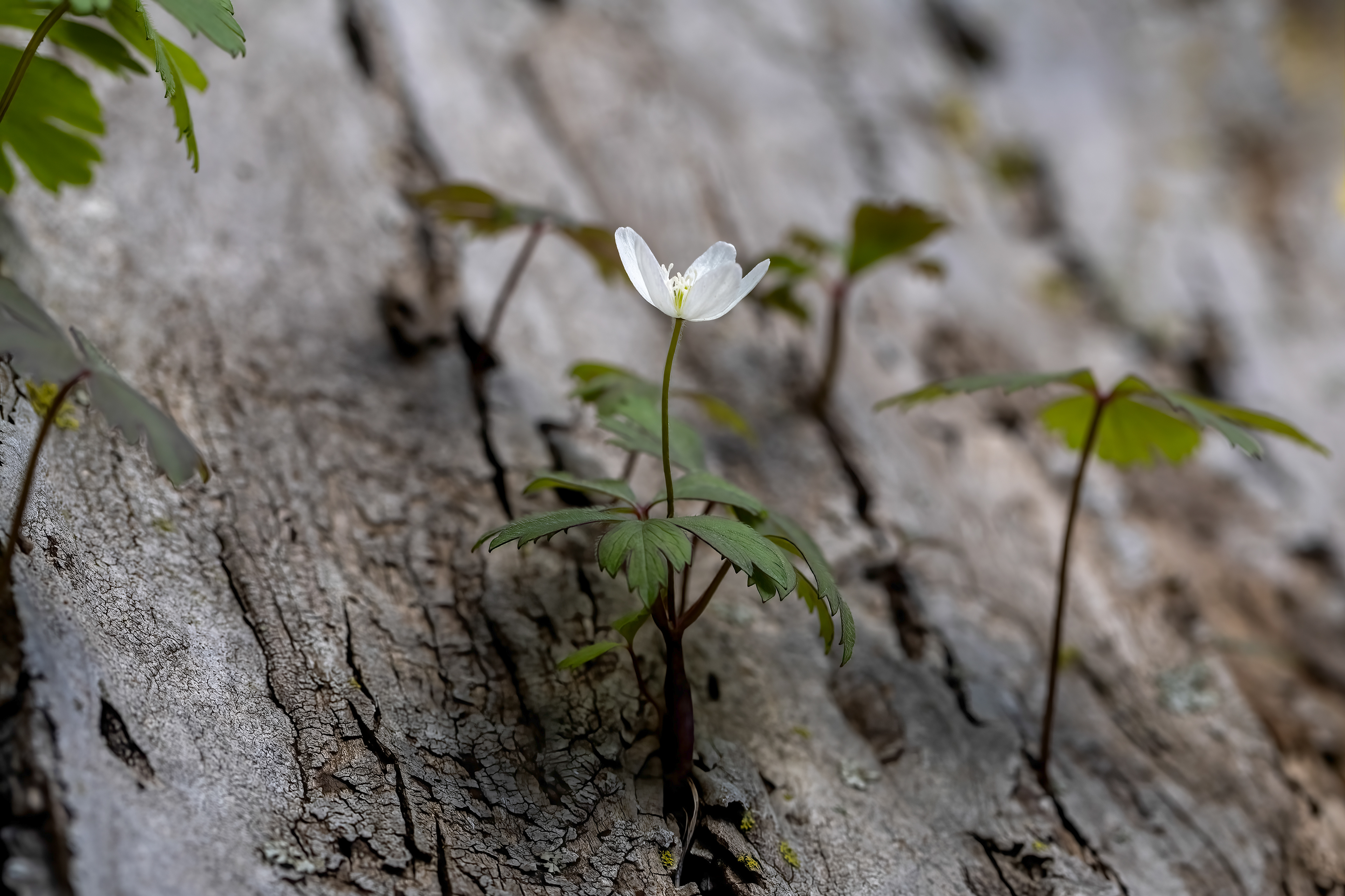 WF 38- Rue Anemone