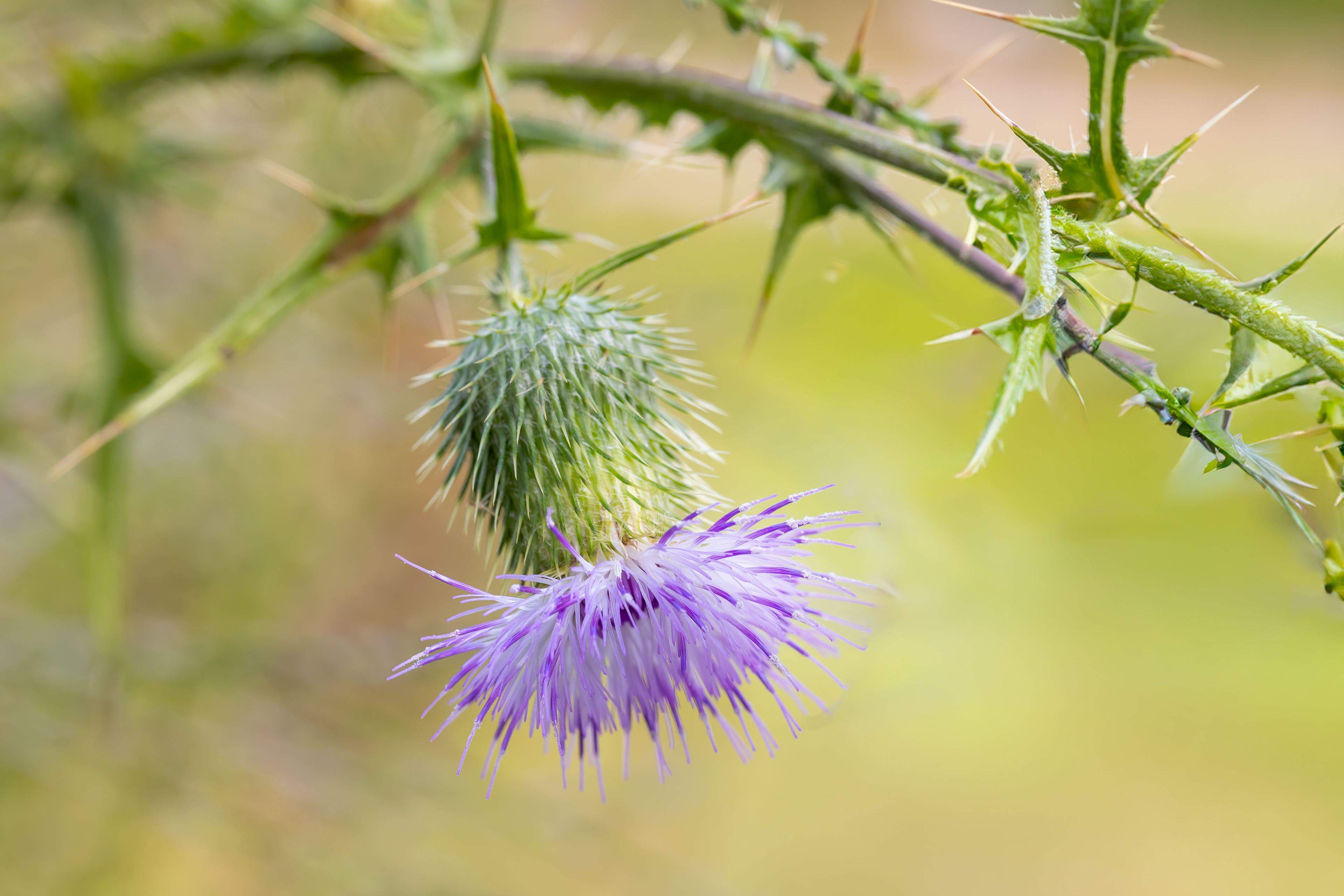 WF 24- Nodding Thistle