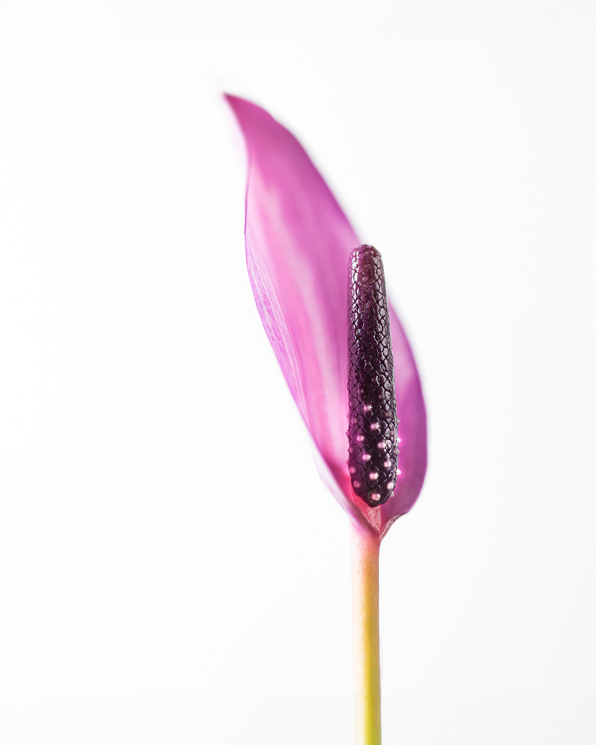 wf 4-anthurium