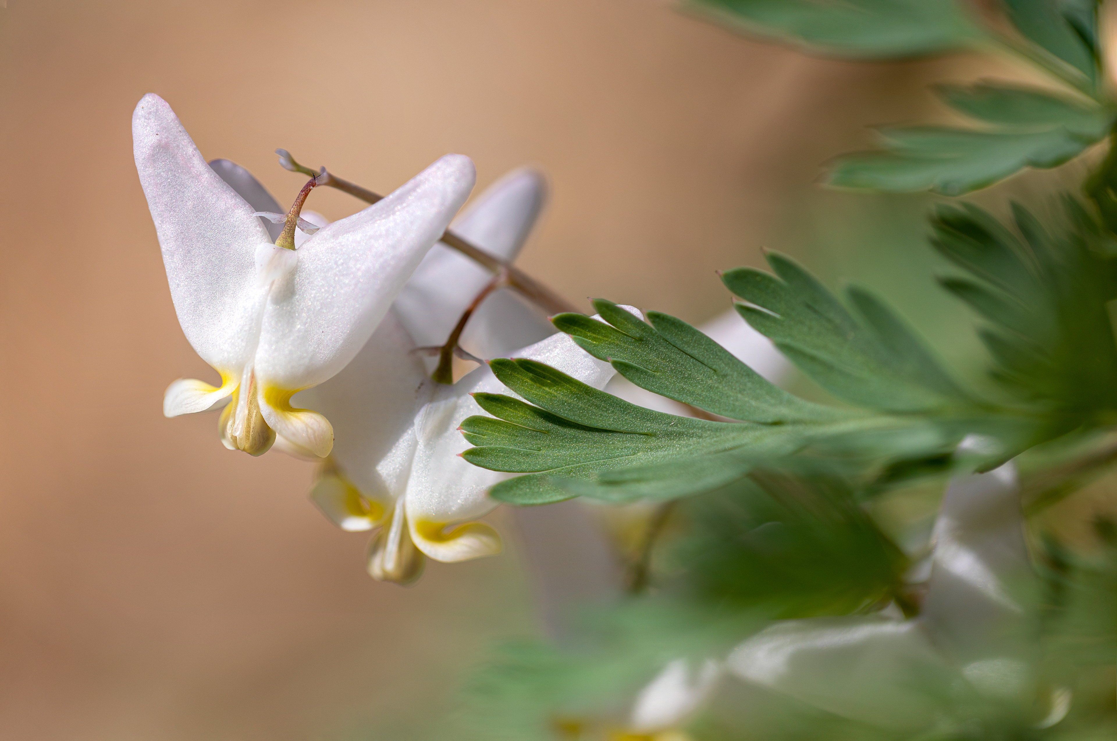 wf 16- Dutchmans Breeches 2