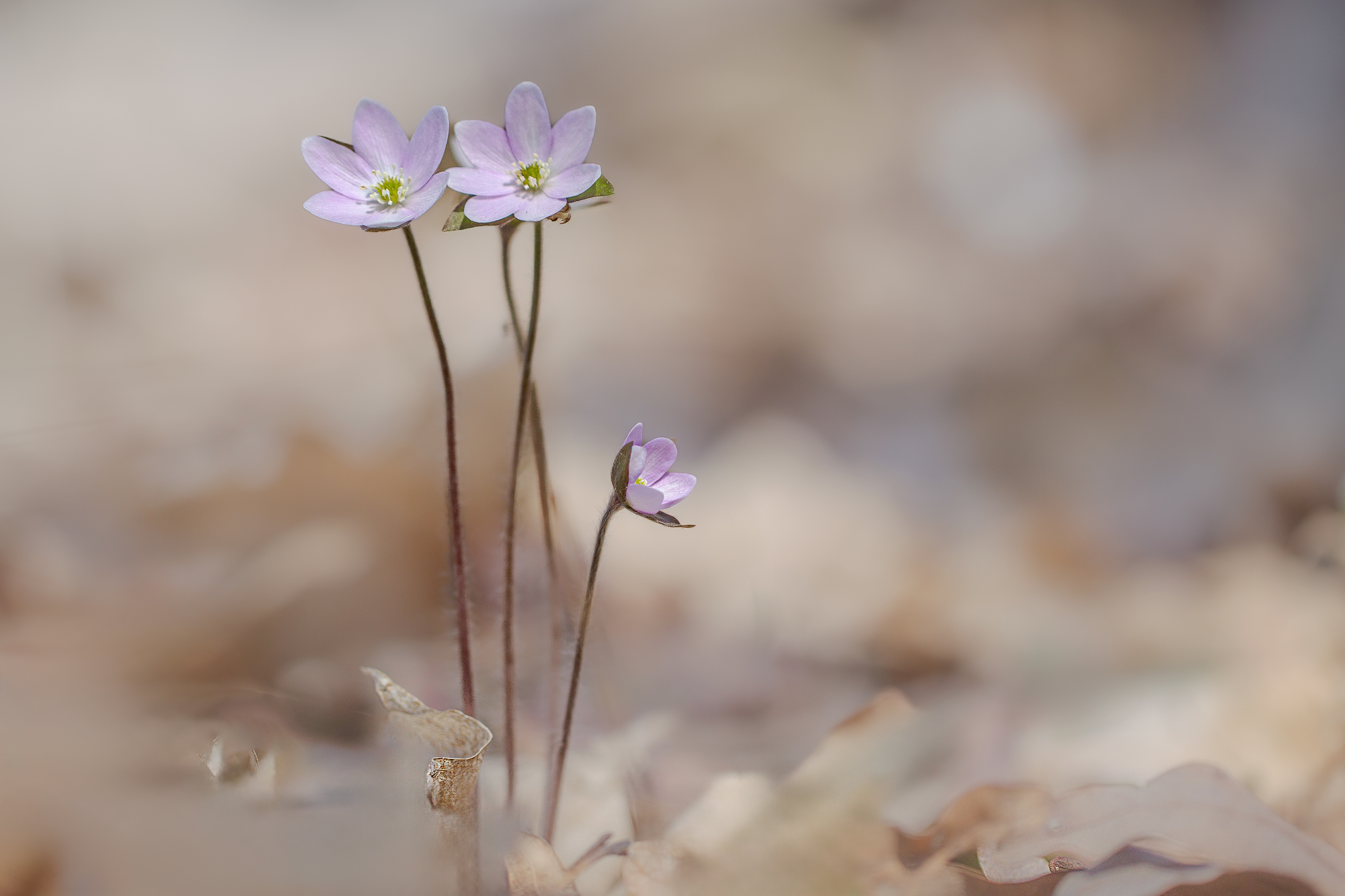 WF 29- Hepatica