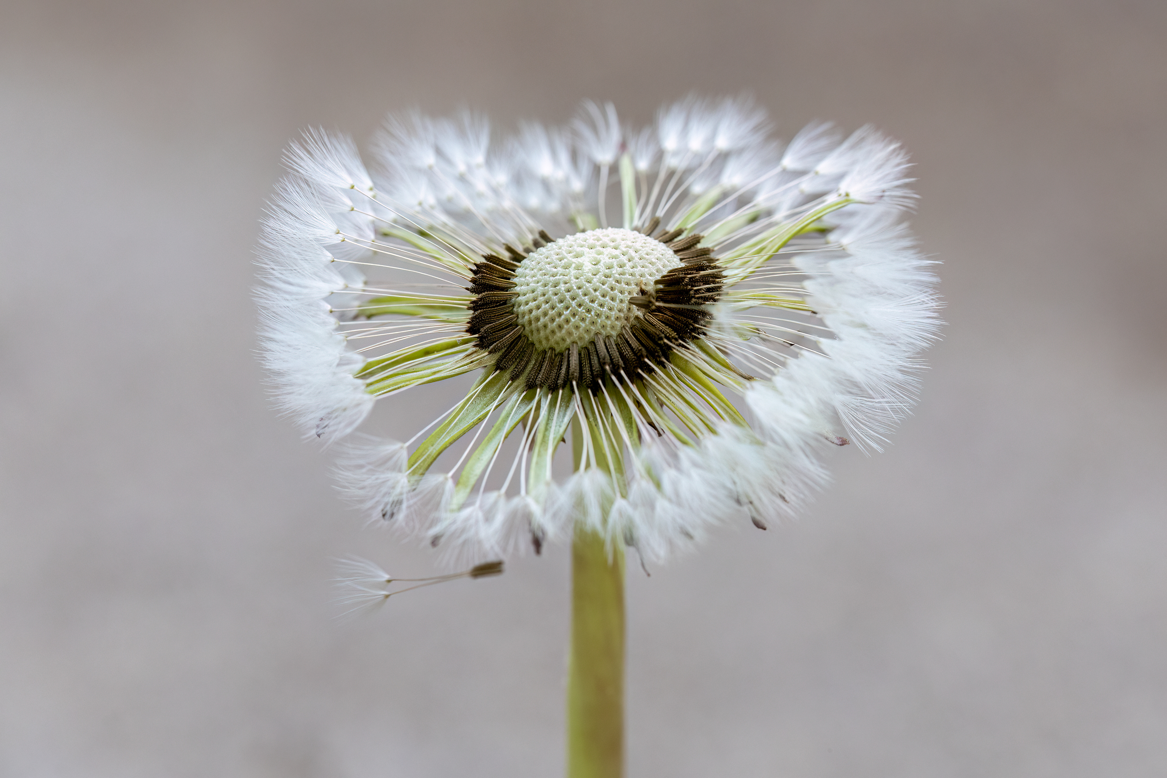 WF 36- Dandelion 1