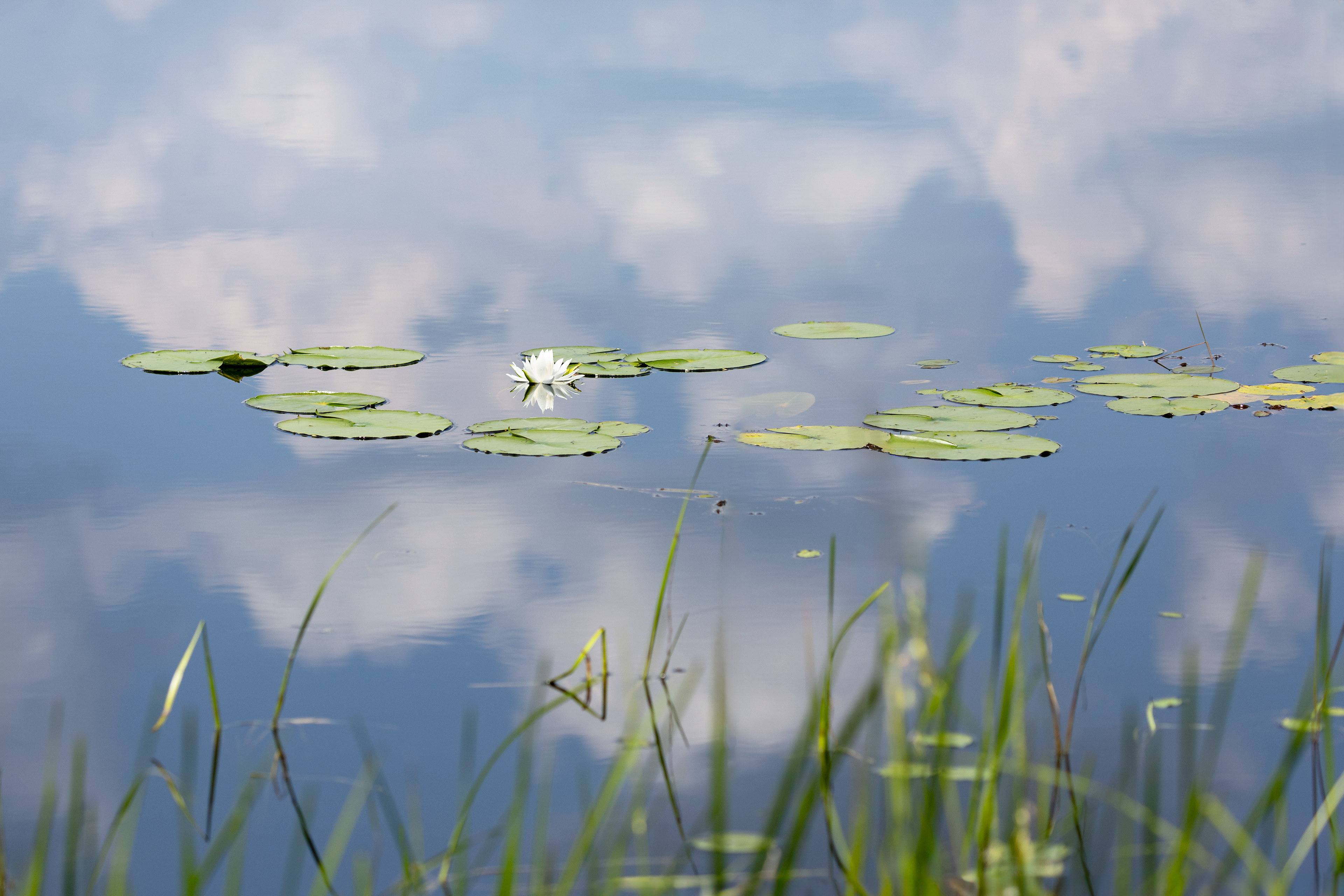 wf 20- Water lily with cloud reflection