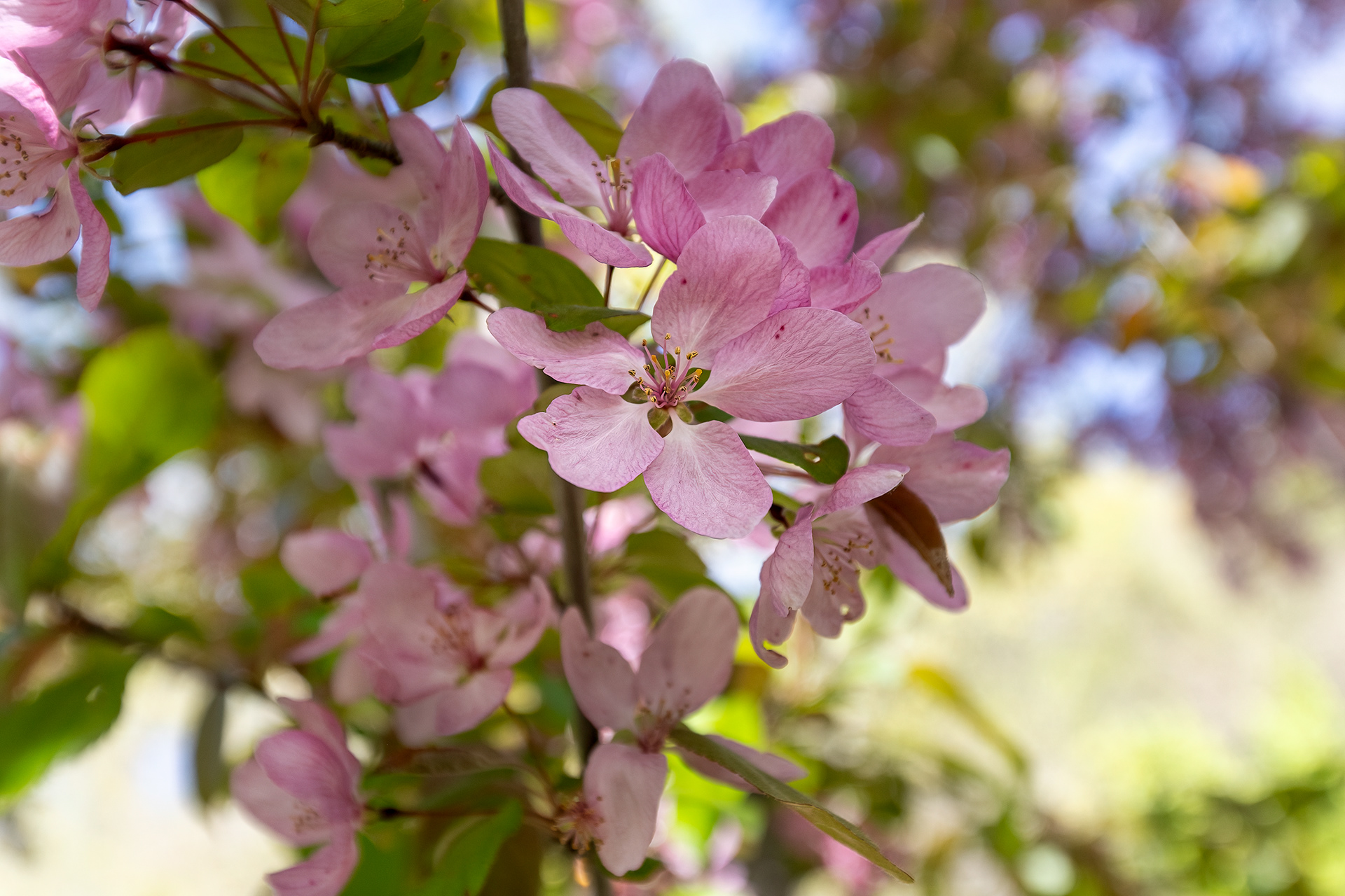 wf 6-apple blossoms