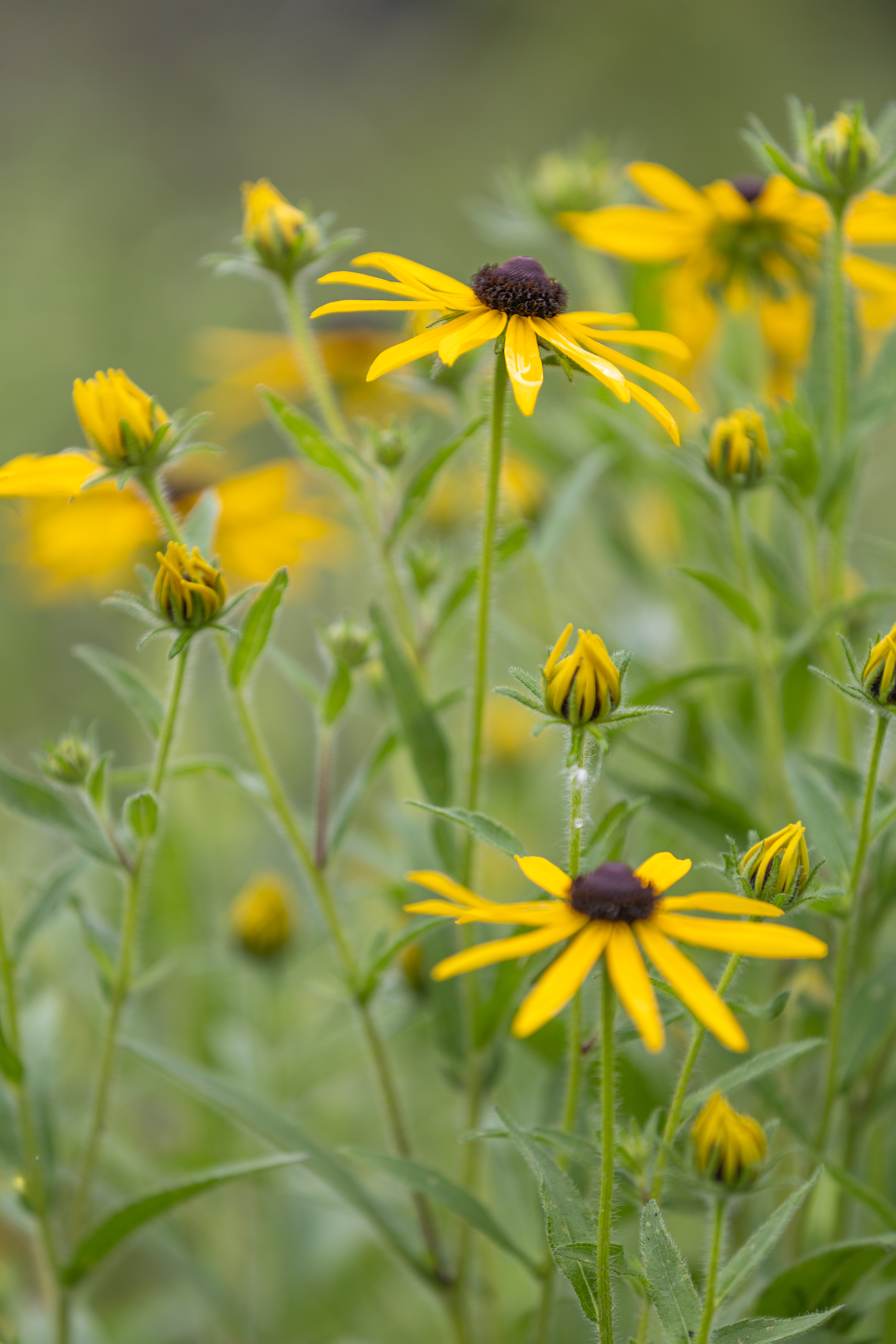 wf 10- Black Eyed Susans