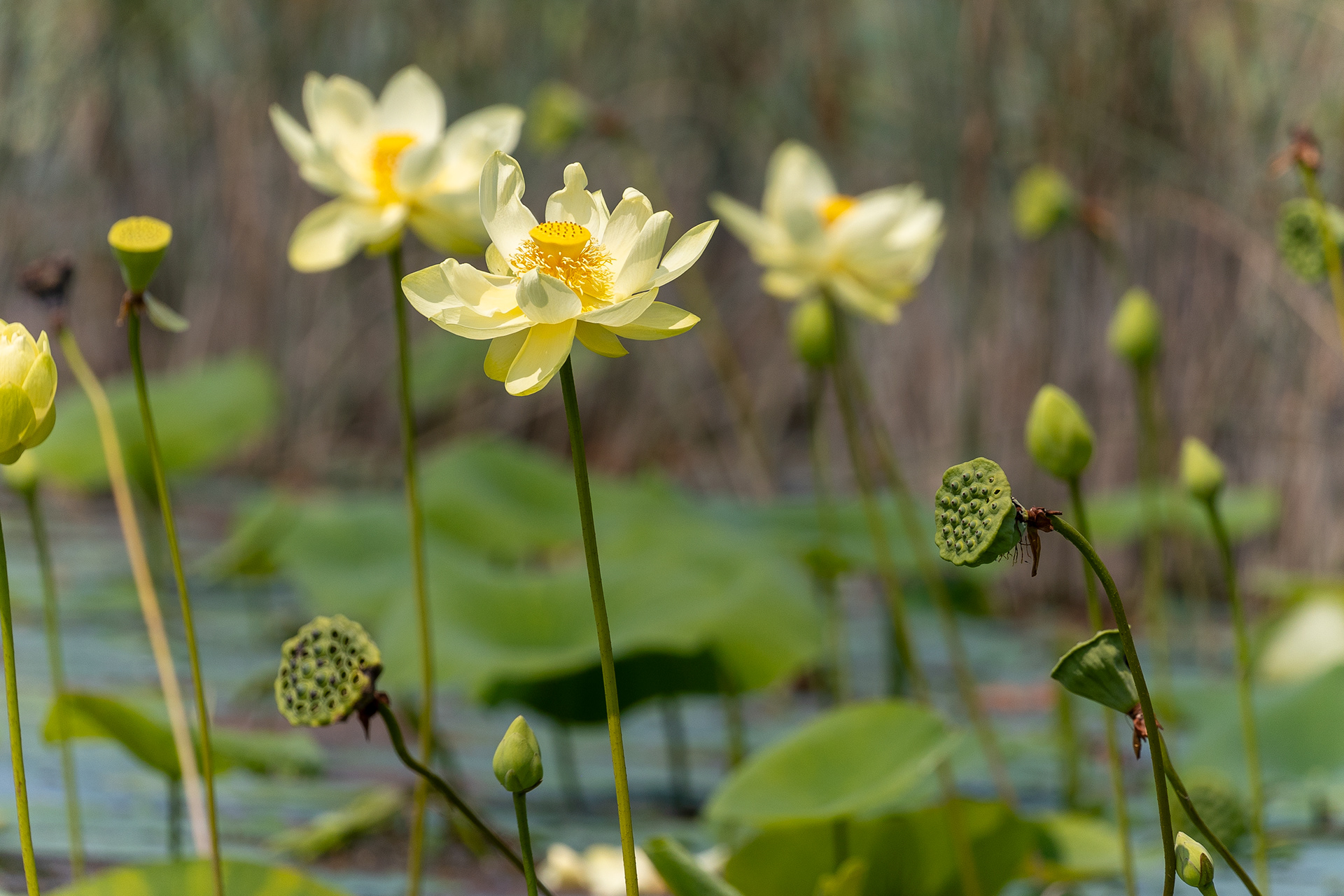 WF 22- Lotus flowers