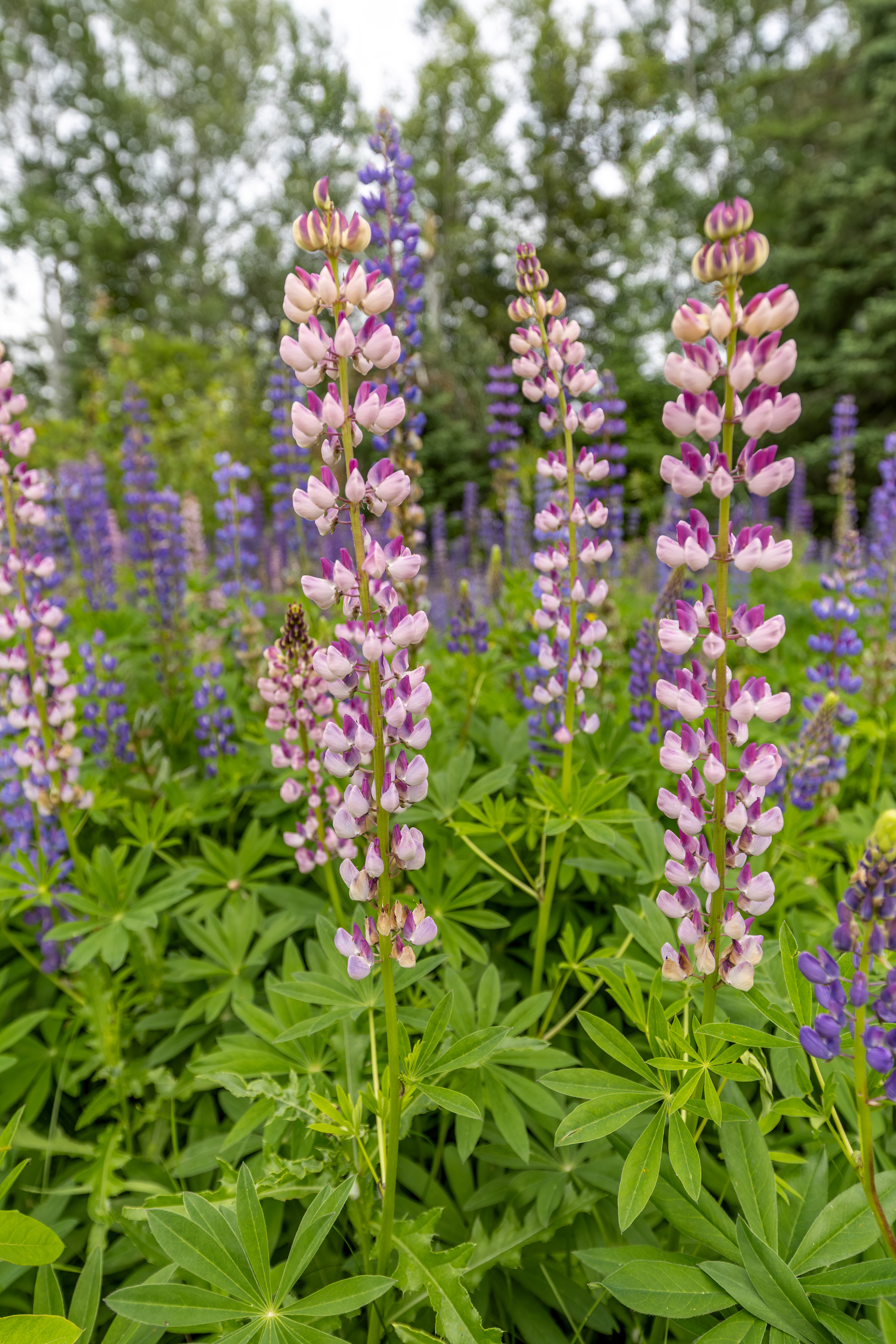 wf 12- lupine 2