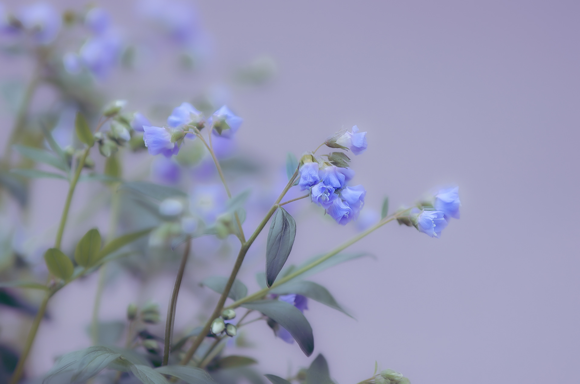 wf 19- Jacobs Ladder 2