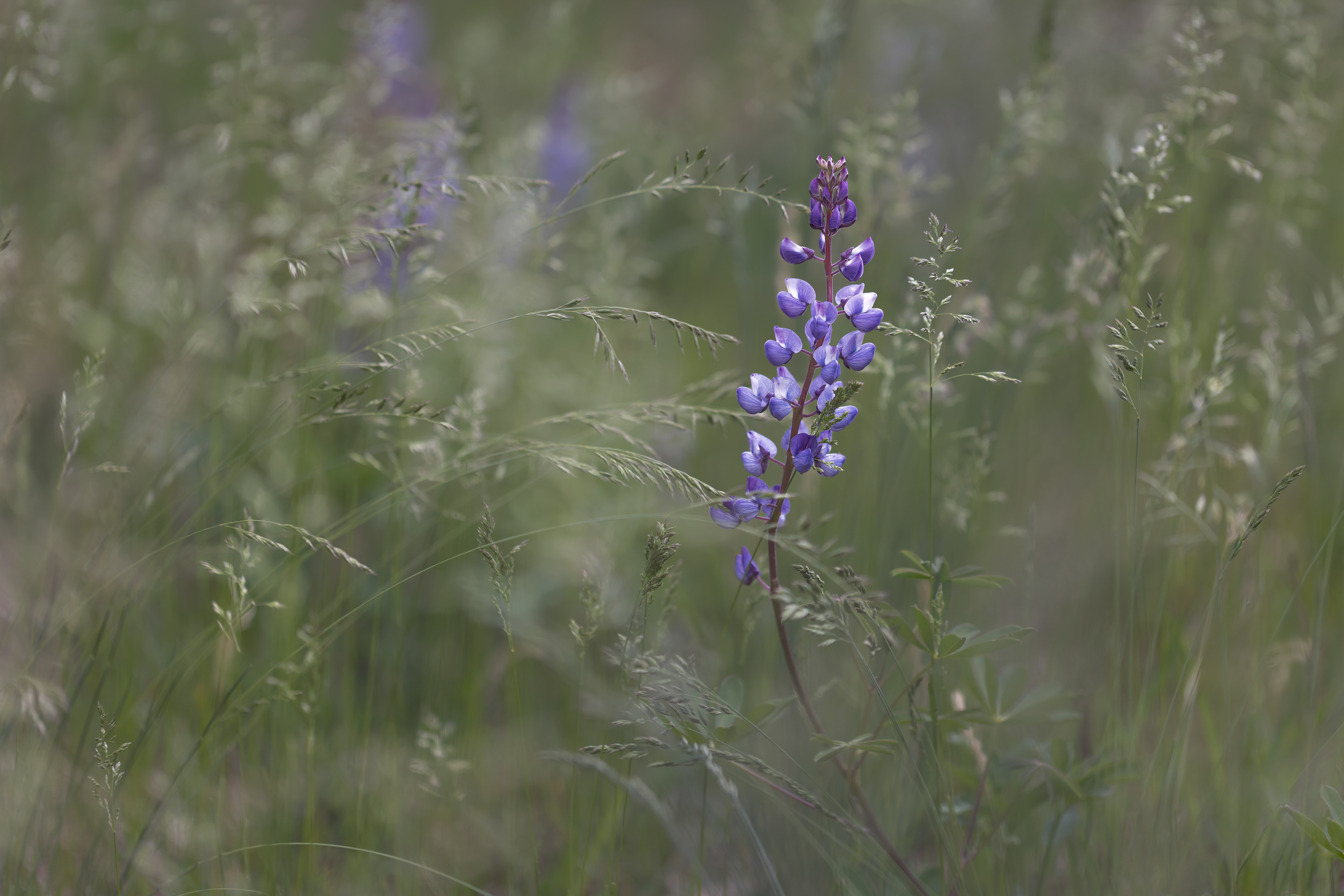 WF 23- Purple lupine