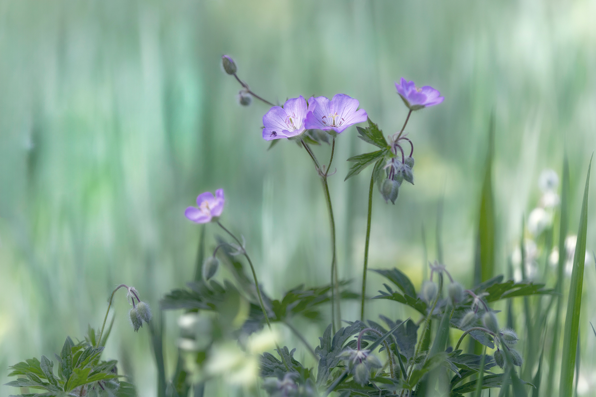 WF 33- Wild Geranium