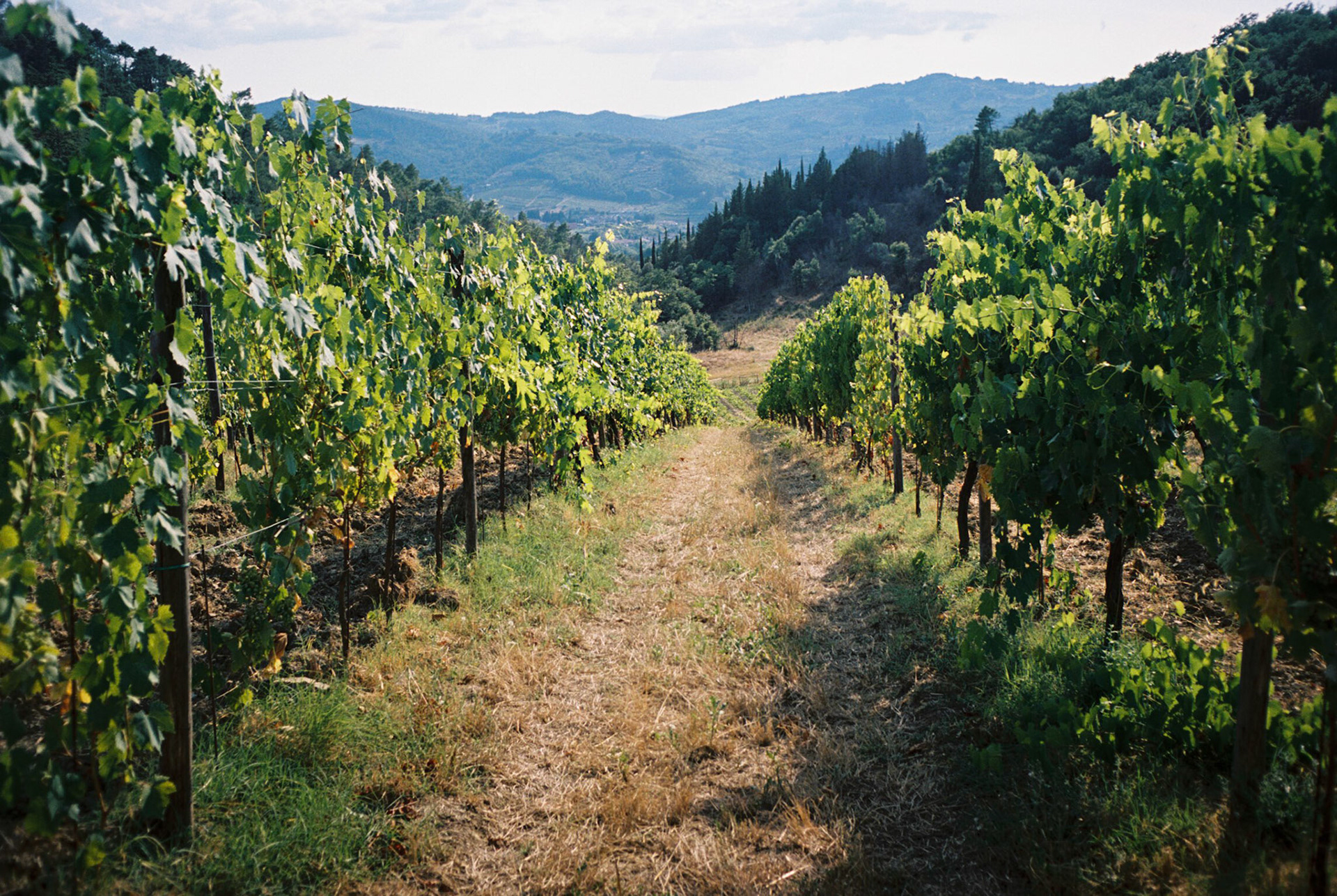 minolta x-700, portra 400