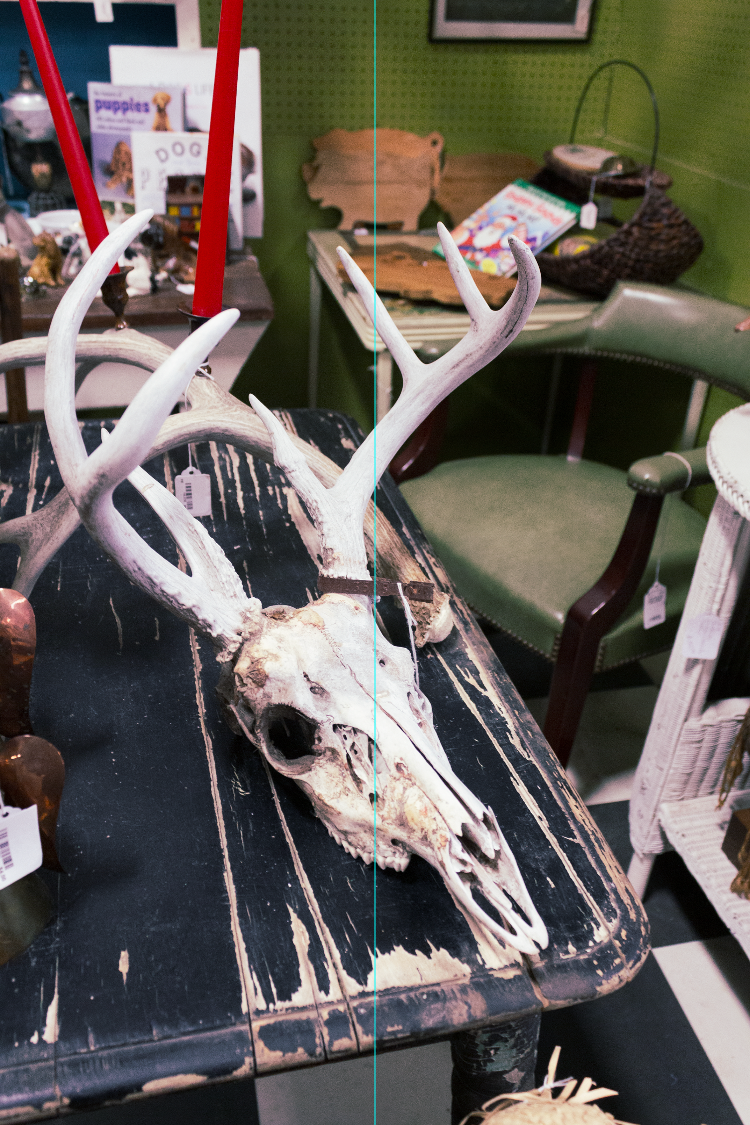 A deer skull sits atop of a table, waiting to be taken home.