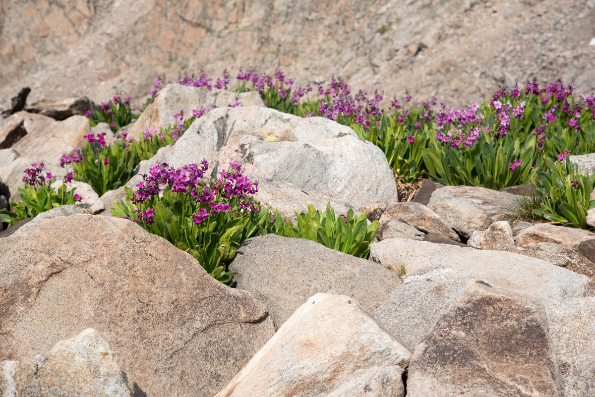 Colorful Reprieve - In a sea of boulders, flowers improbably provide a burst of color and bring a bit of a reprieve of the slog of hopping from boulder to boulder.