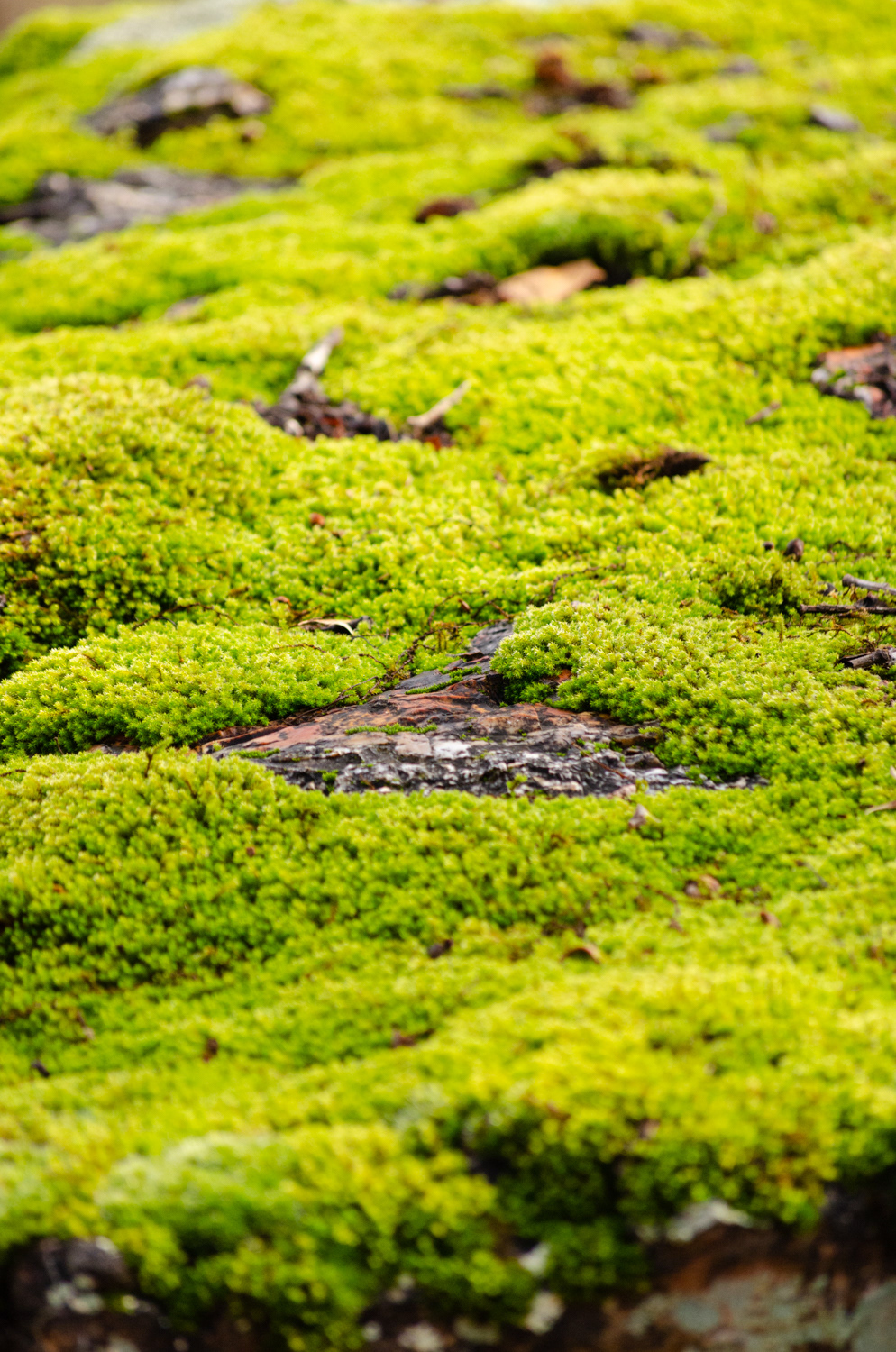 Natural Carpet