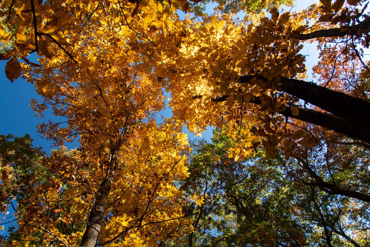 Ouachita Mountains, AR