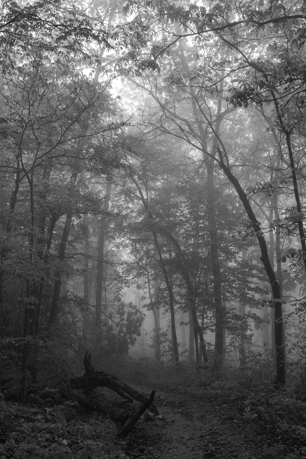 Through Forest and Fog