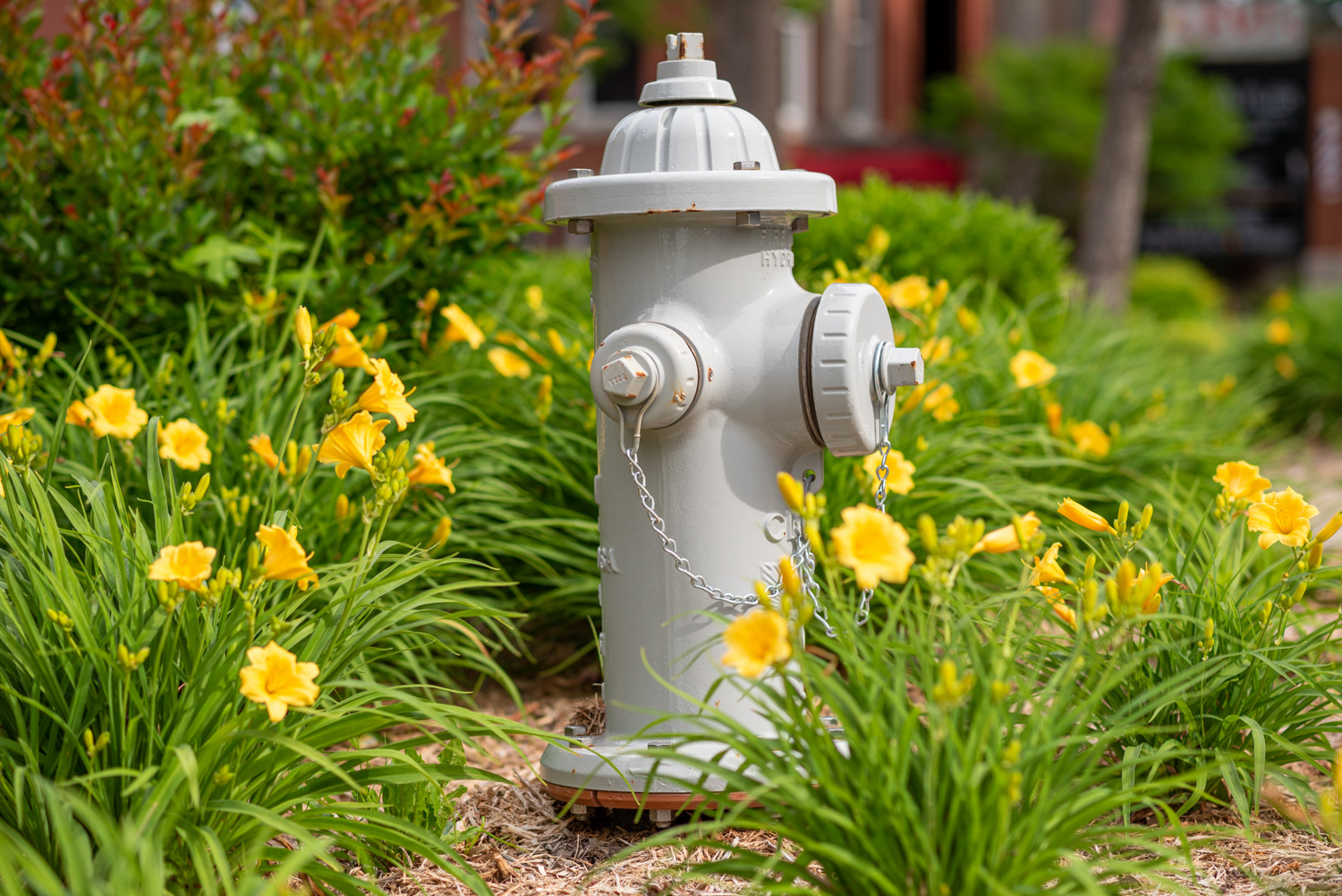 Rogers Hydrant 1