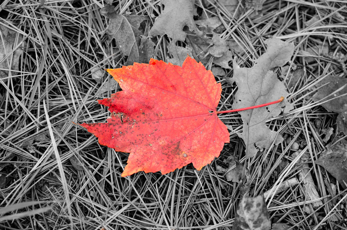 Ouachita Moutnains, OK