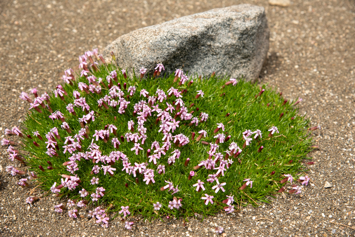 Beach Bums - A rock and flowers living it up on the beach of an alpine lake.