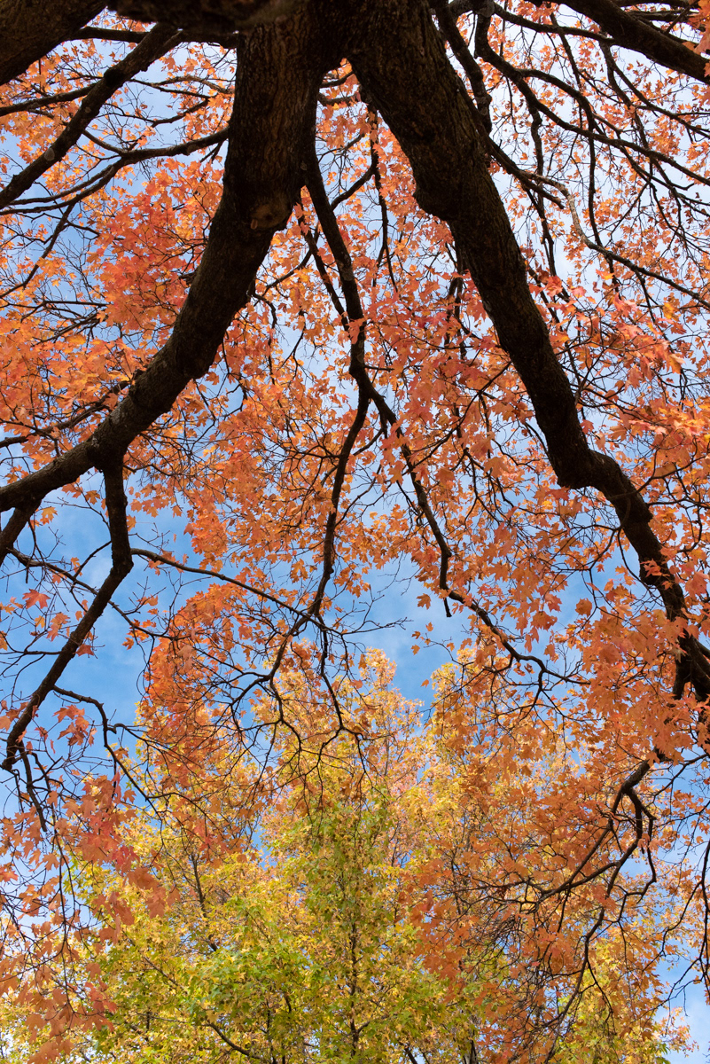 Leaf Gazing - Rogers, AR
