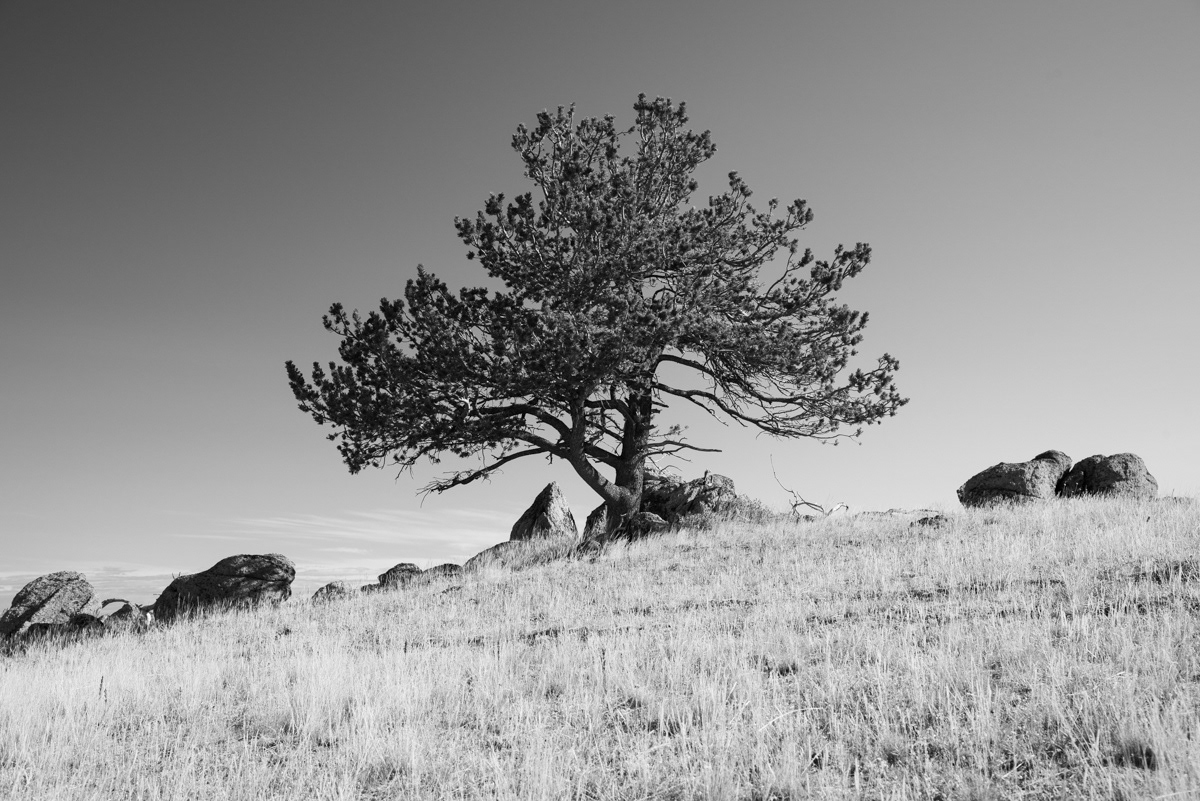 Ridge Top - A lone tree at the top of a ridge is just begging for its picture to be taken.