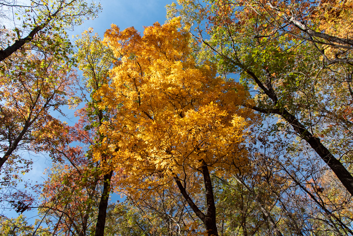 Colorful Canopy - Ozark Mountains, AR
