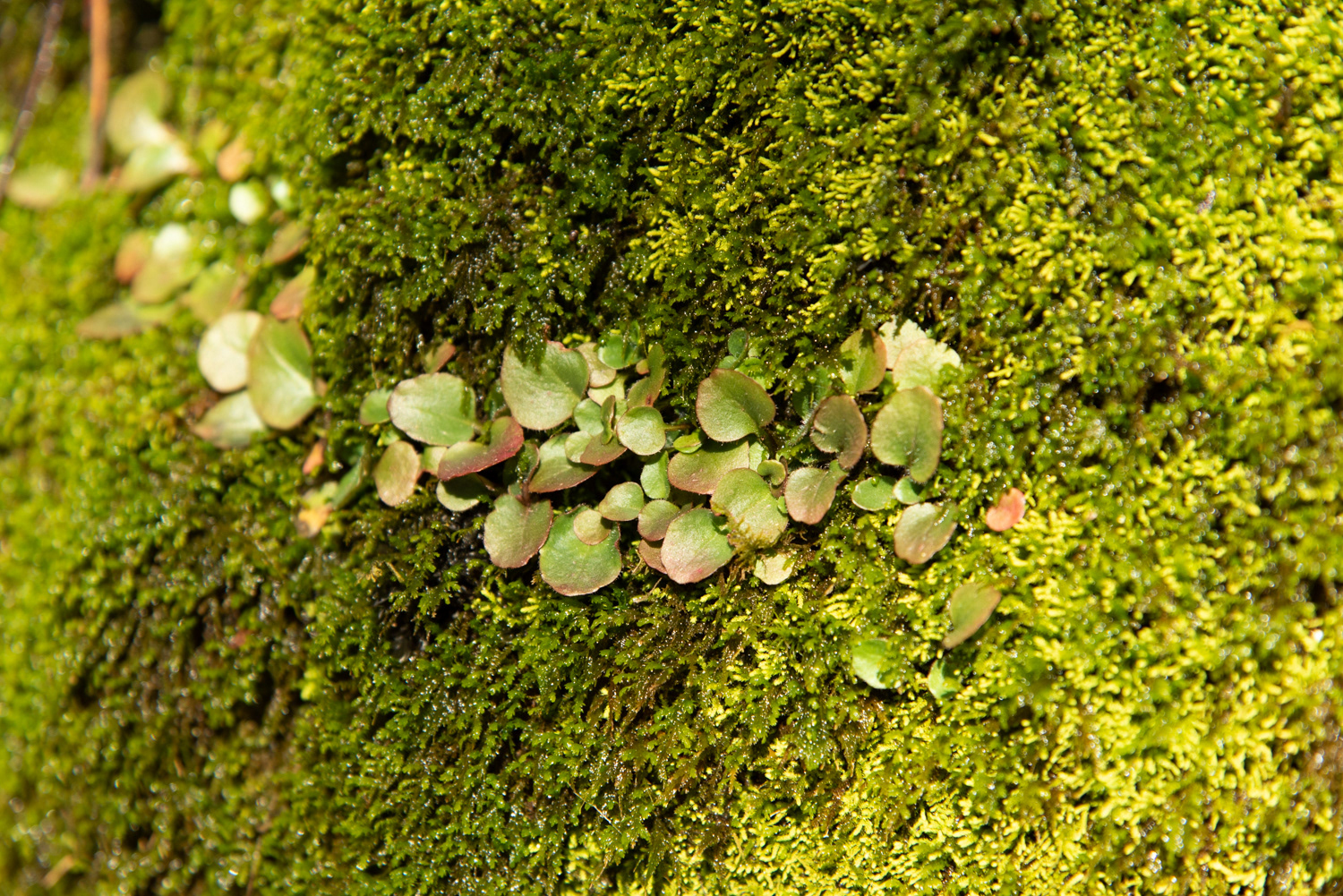 Leaves Among Moss