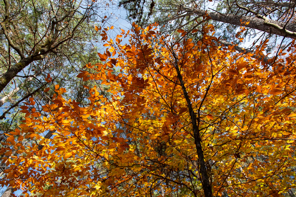 Ozark Mountains, AR
