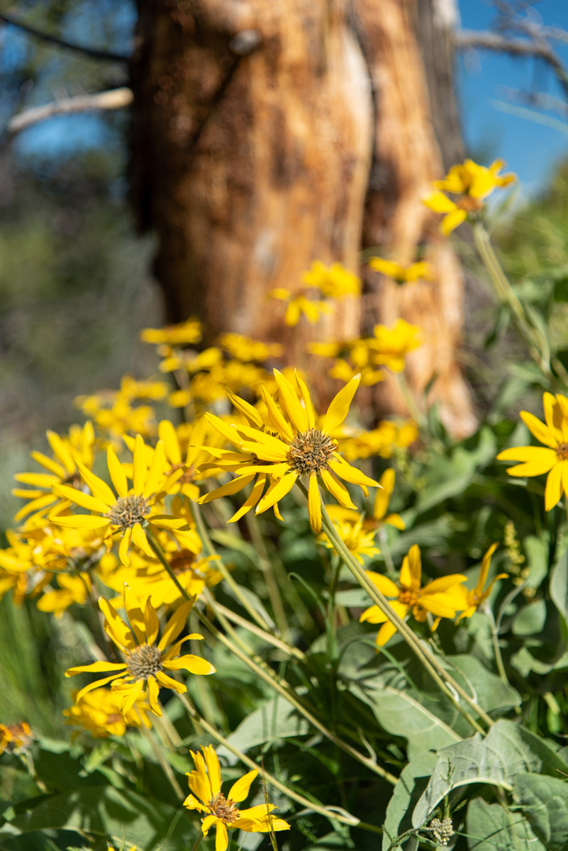 Wind River Range, WY