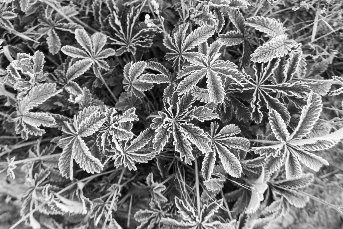 Frosty Start - 2021 Day 47: One of the less enjoyable parts of this adventure was getting up and packed on a cold morning, and frost was a good indicator of a cold morning. Although it was a bit depressing to wake up to frost, it did provide for some neat scenes.