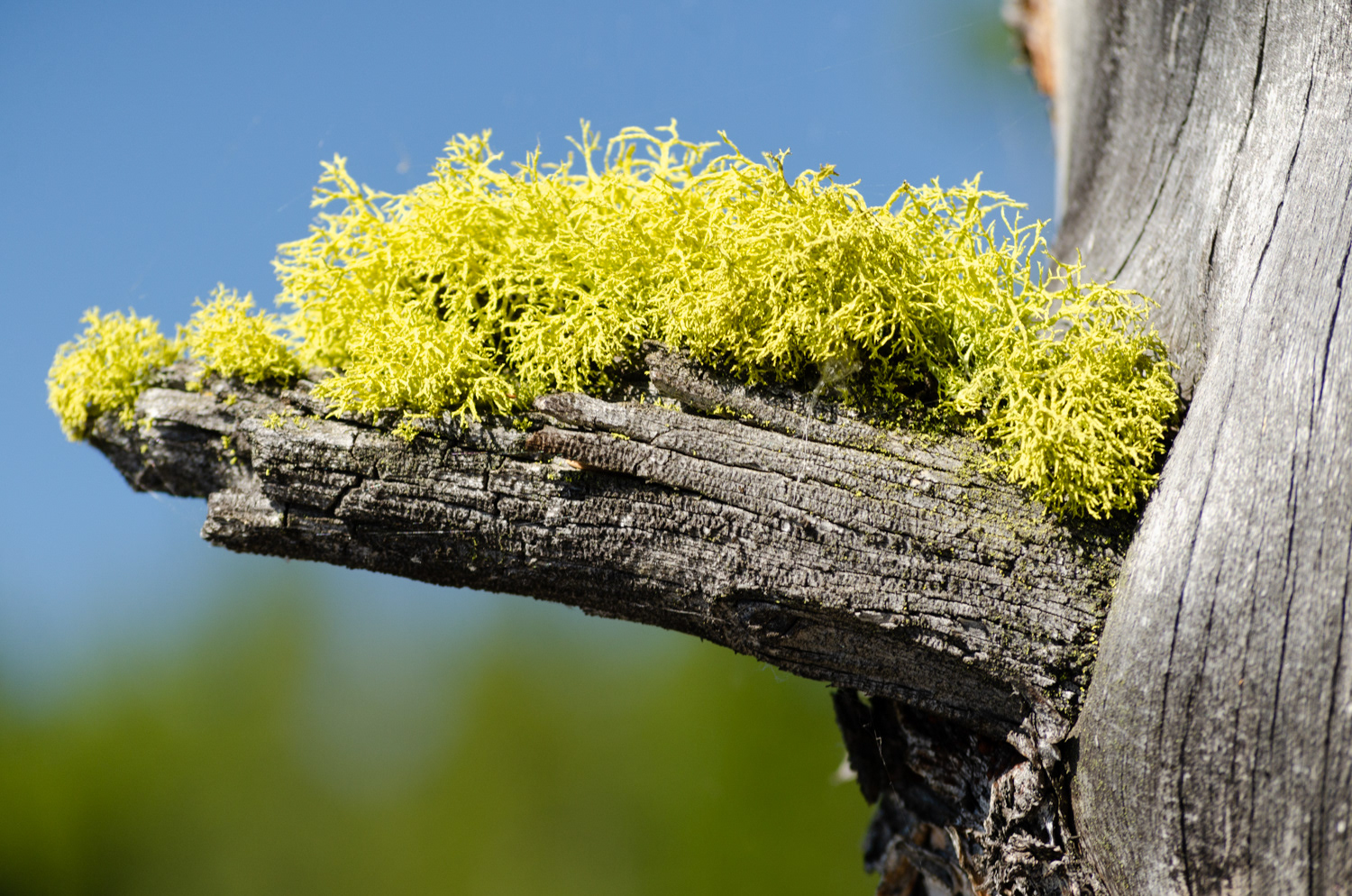 Mossy Top