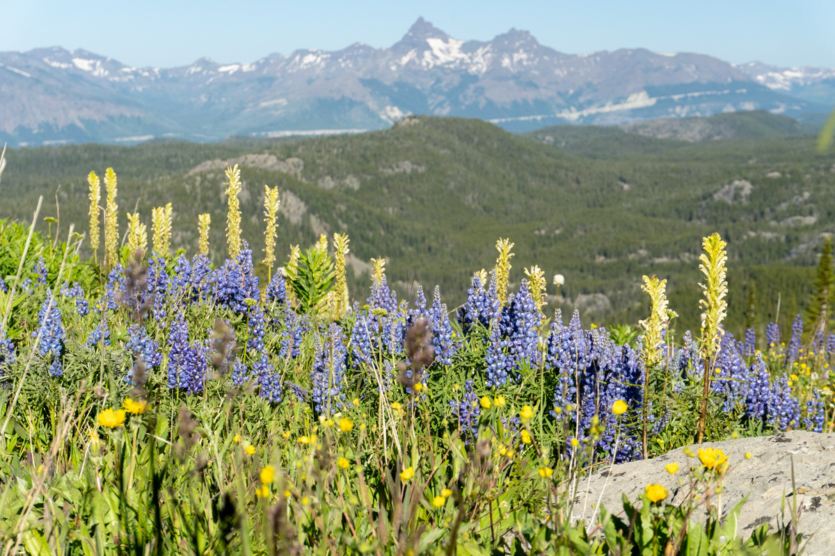 A Nice Surprise - Beartooth Mountains, MT