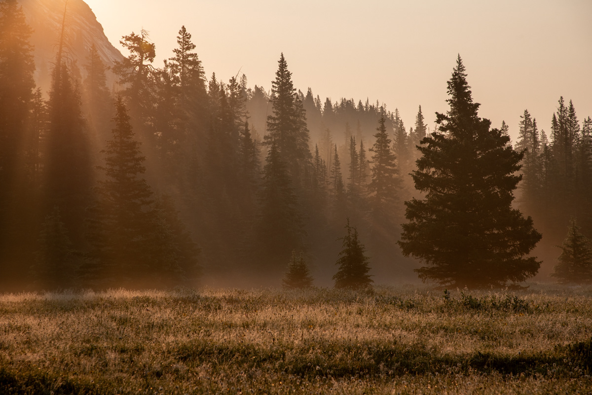 First Rays - The golden glow of the first rays of sunshine cutting through the fog and trees. A wonderful way to begin a day.