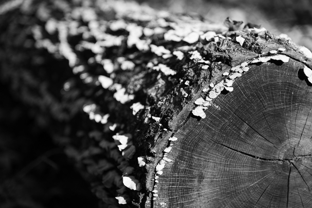 Ouachita Mountains, AR