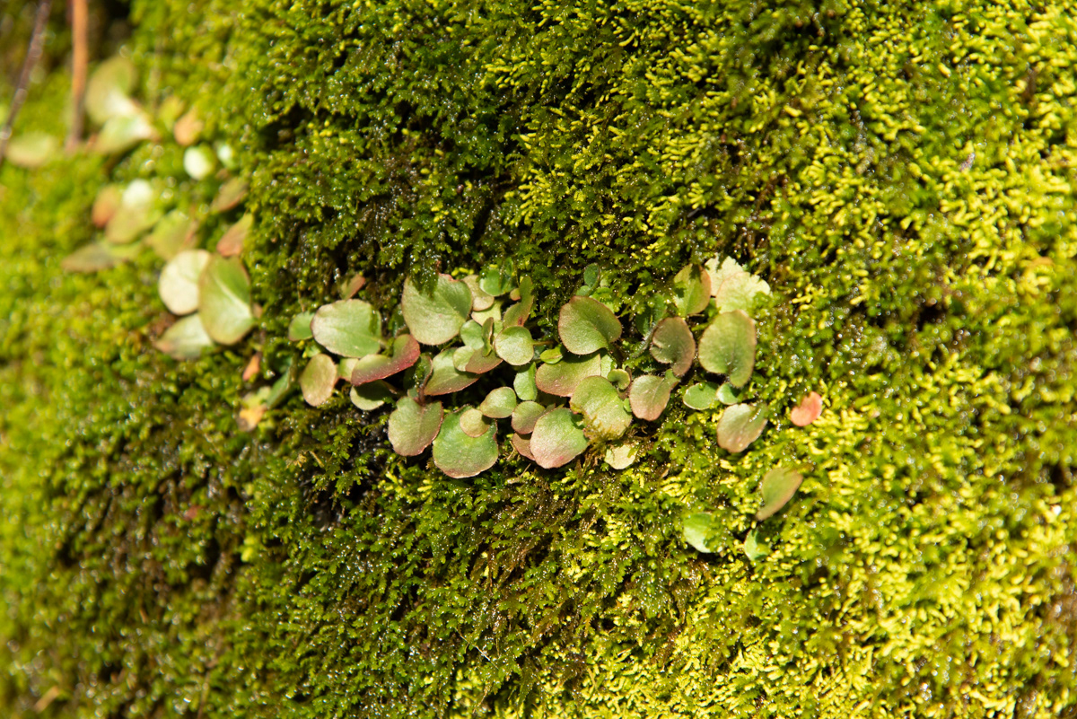 Ozark Mountains,. AR