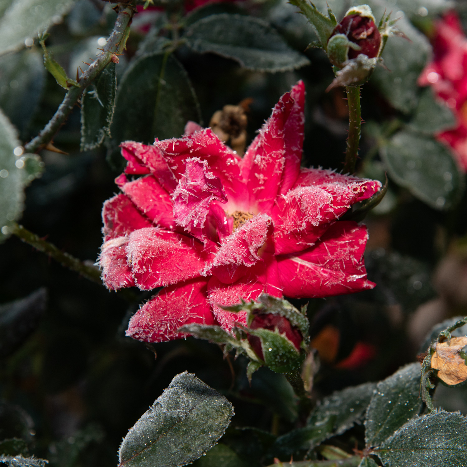 Springdale Frost 4