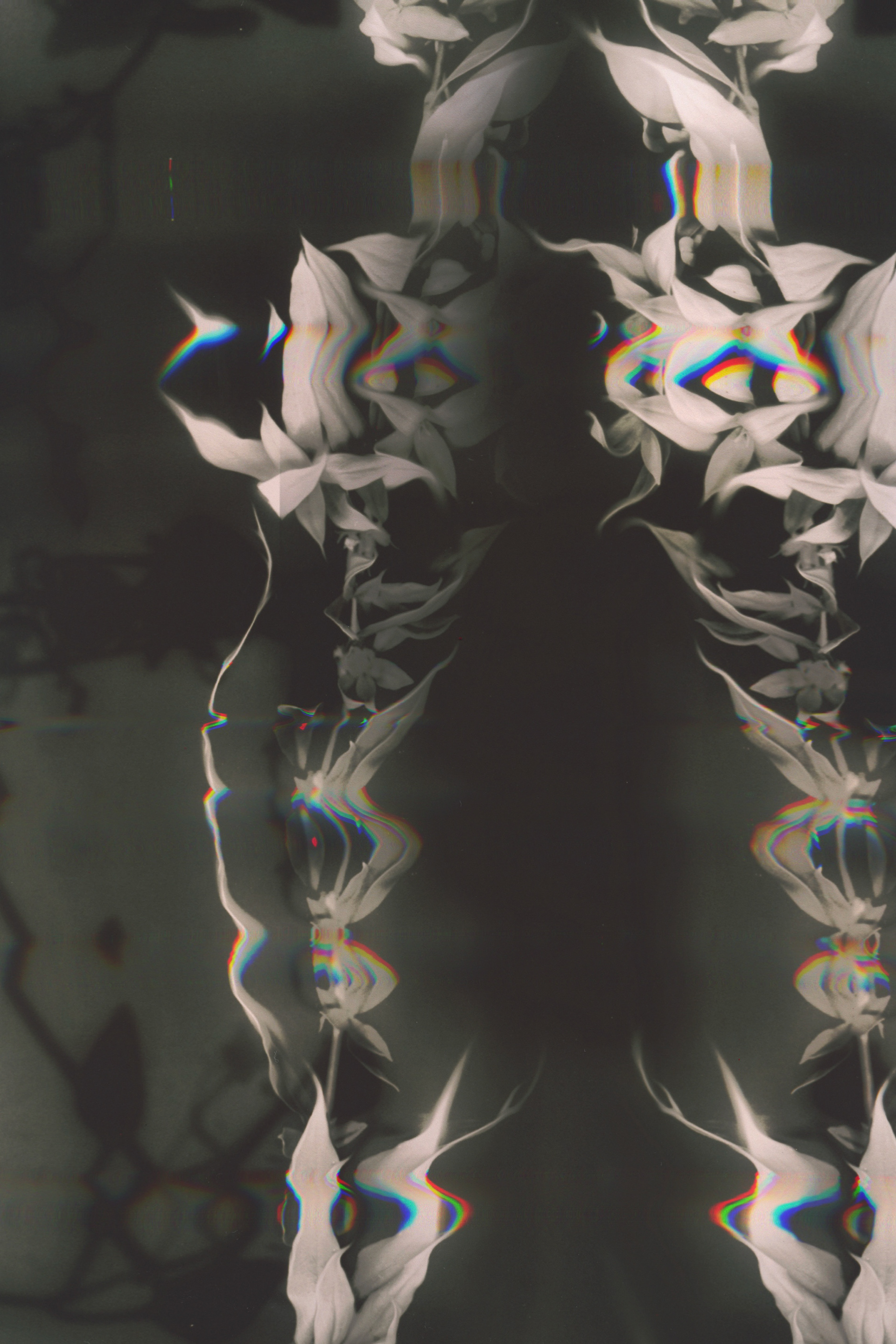 "The Seance of Preservation II" Scanography, Digital Manipulation Print on Matte Paper 24x32 inches, 2025