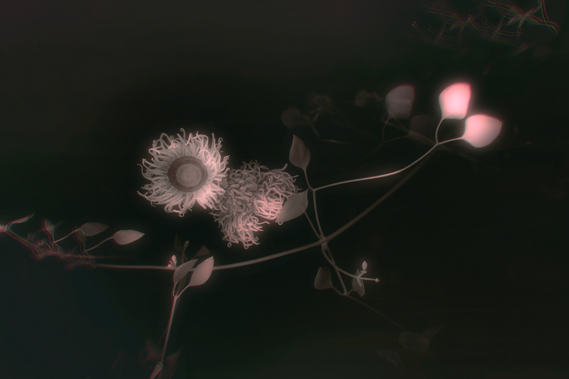 Scanography, Digital Manipulation Print on Matte Paper 24x32 inches, 2025