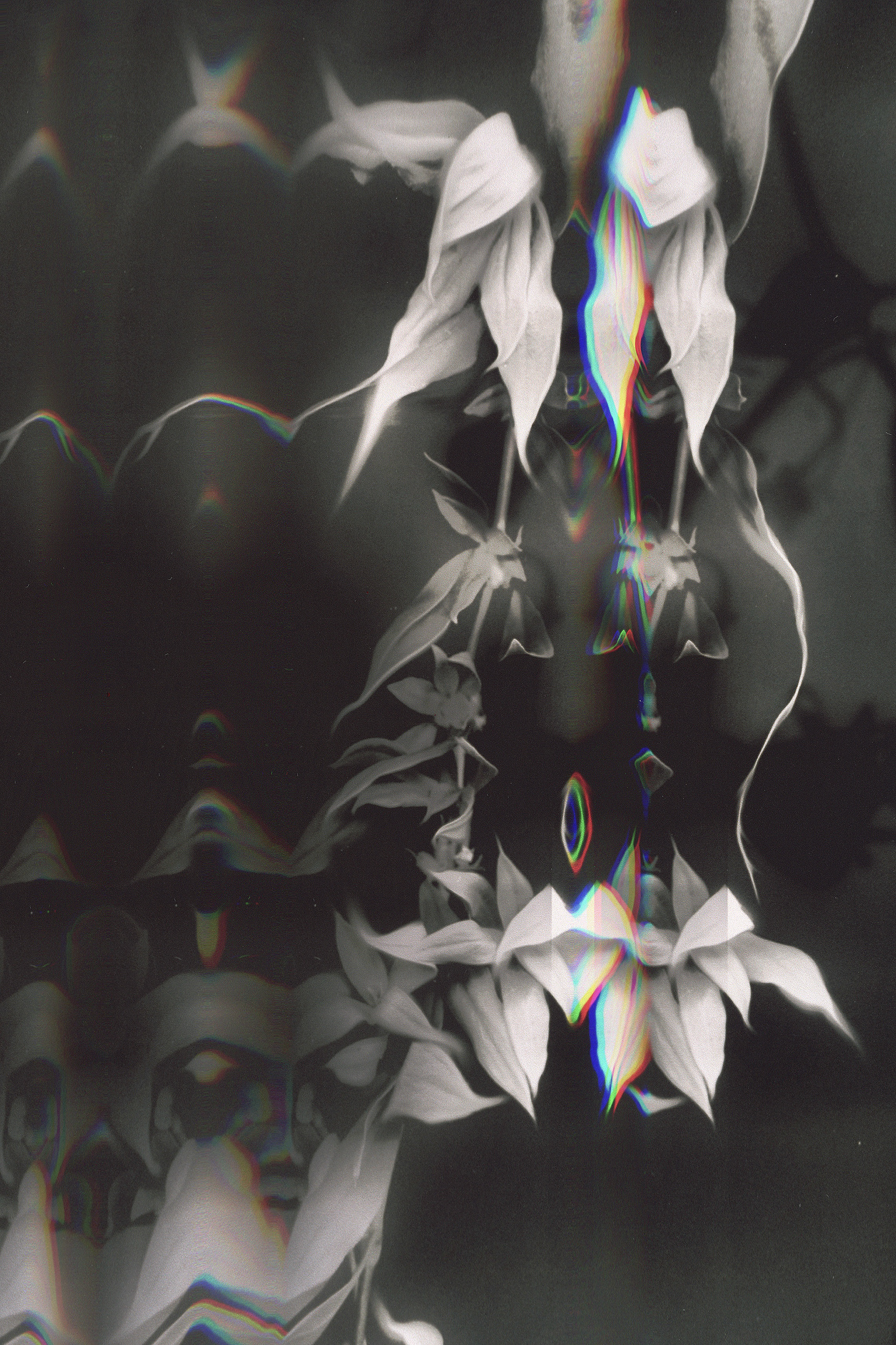 "The Seance of Preservation"  Scanography, Digital Manipulation Print on Matte Paper 24x32 inches, 2025