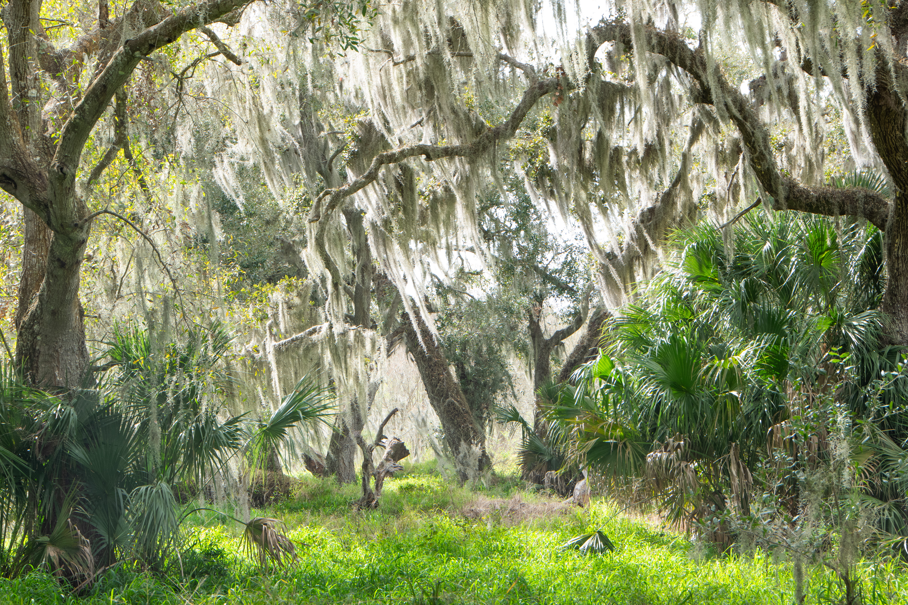 Clouds Part for the Sunlight to Caress the Hanging Moss