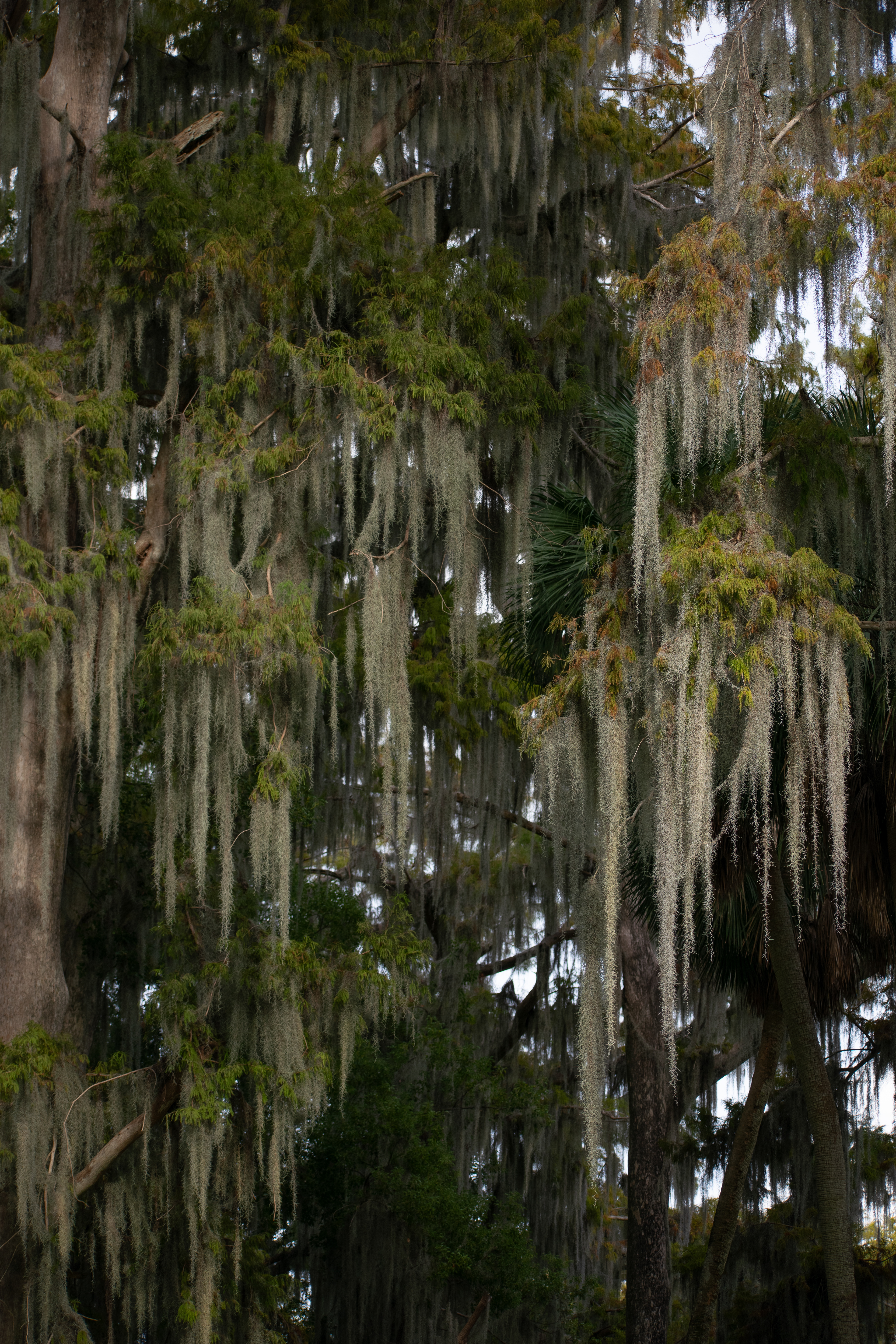 Spanish Moss Melts off the Tree