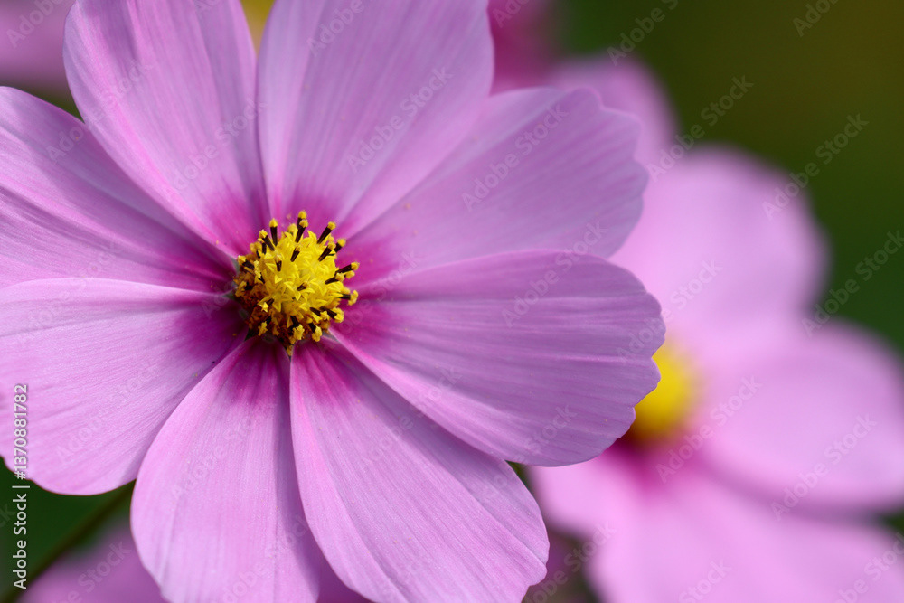 Pink Cosmos Flowers